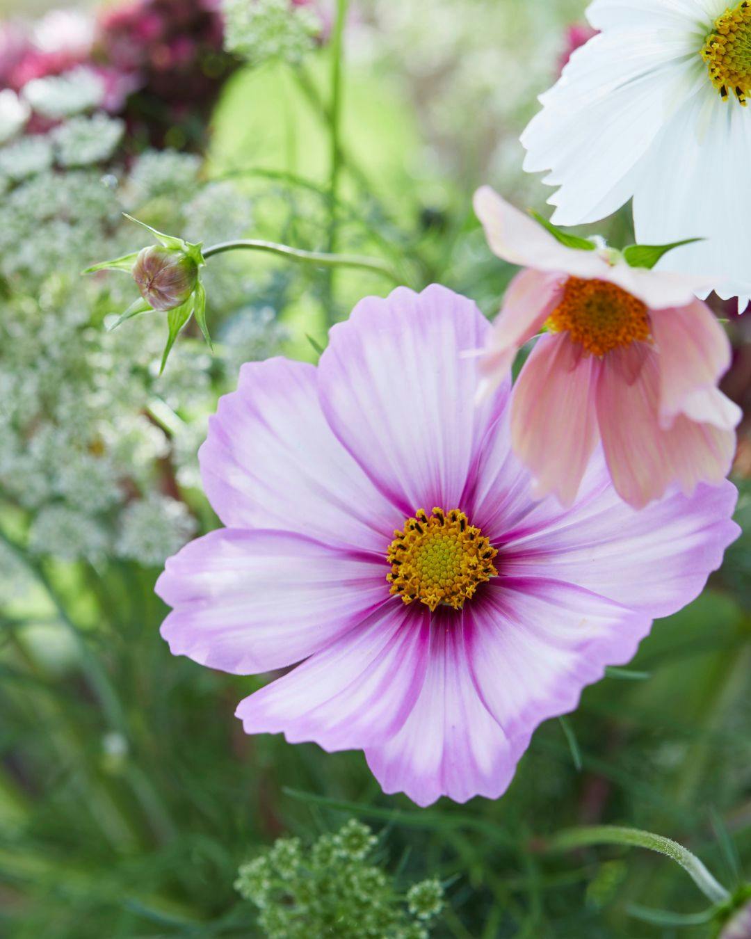 tip-top-picotee-stort