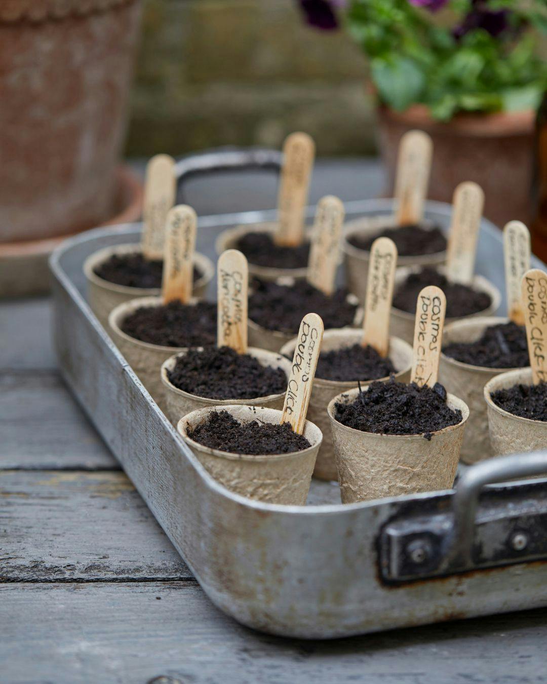 stolt-kavaler-forspire-dem