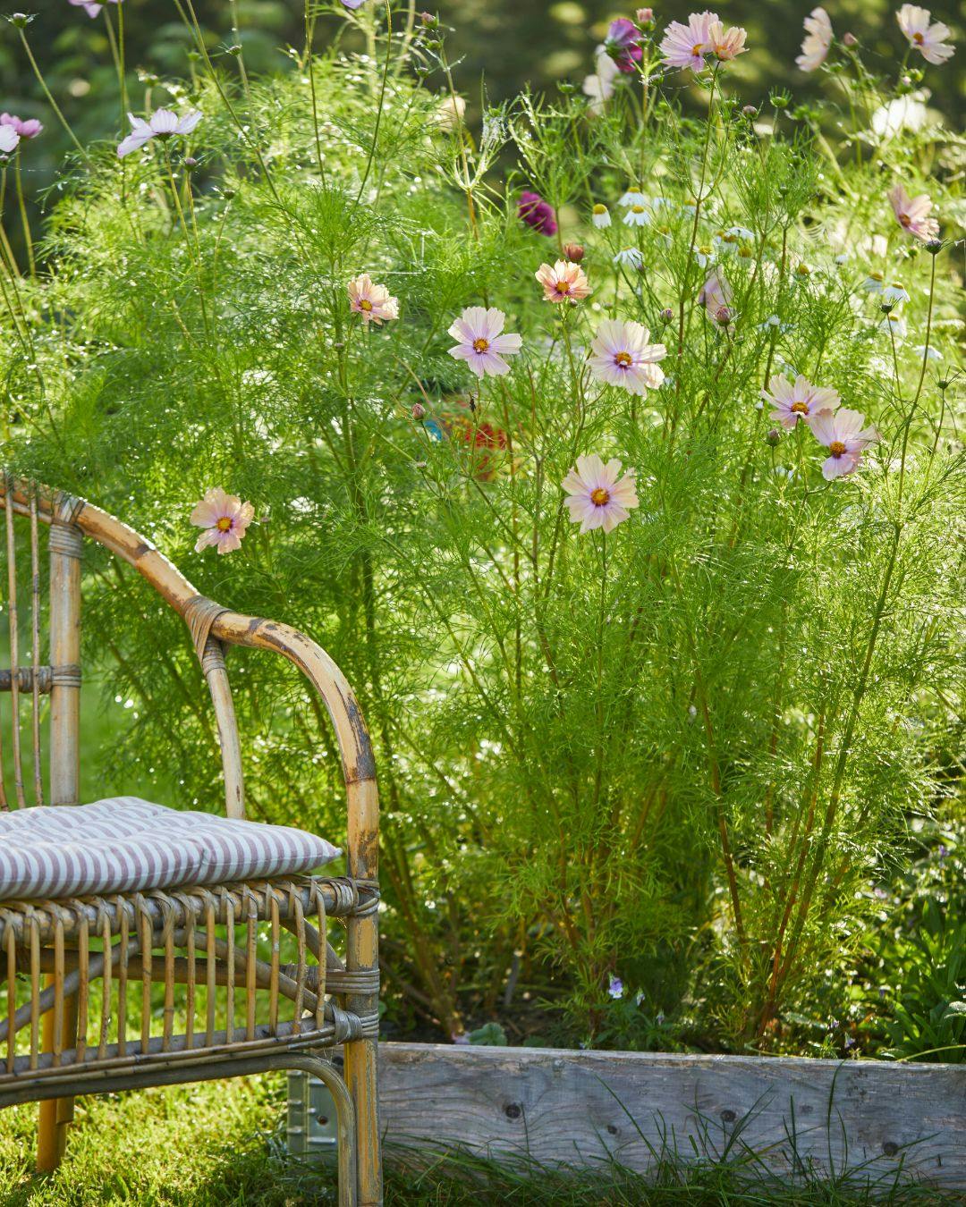 højbede-med-stolt-kavaler