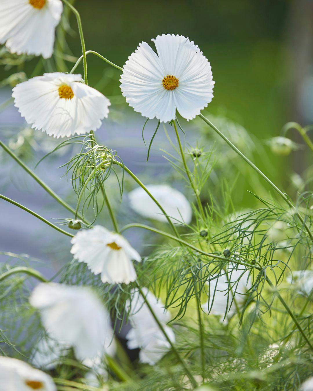 kronbladene-på-stolt-kavaler