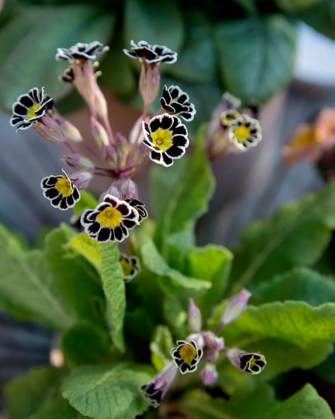 Fall Primulas 5 tips til at forlænge primulasæsonen | ISABELLAS