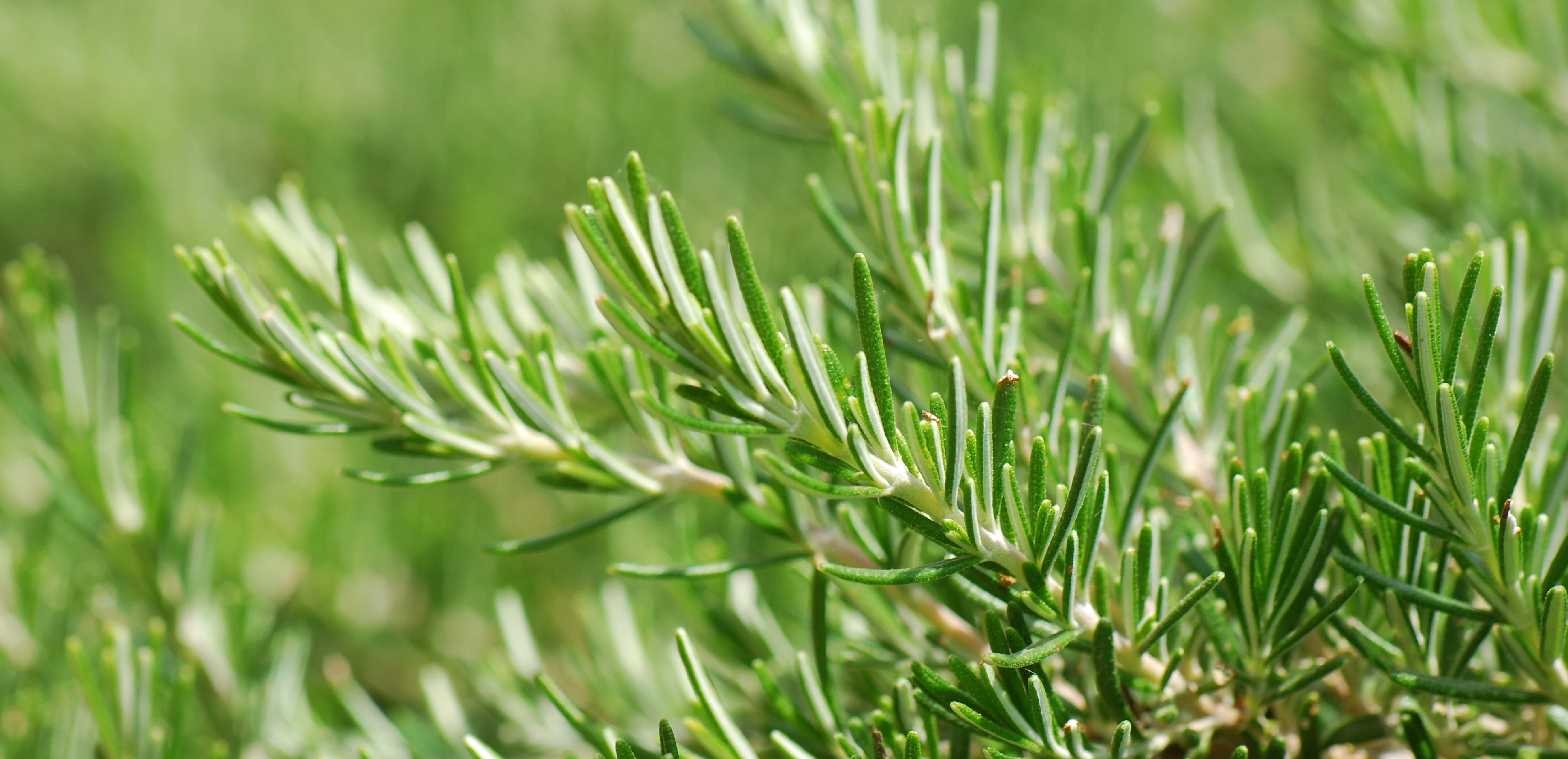 Guide: Dyrk din egen rosmarin i haven | ISABELLAS