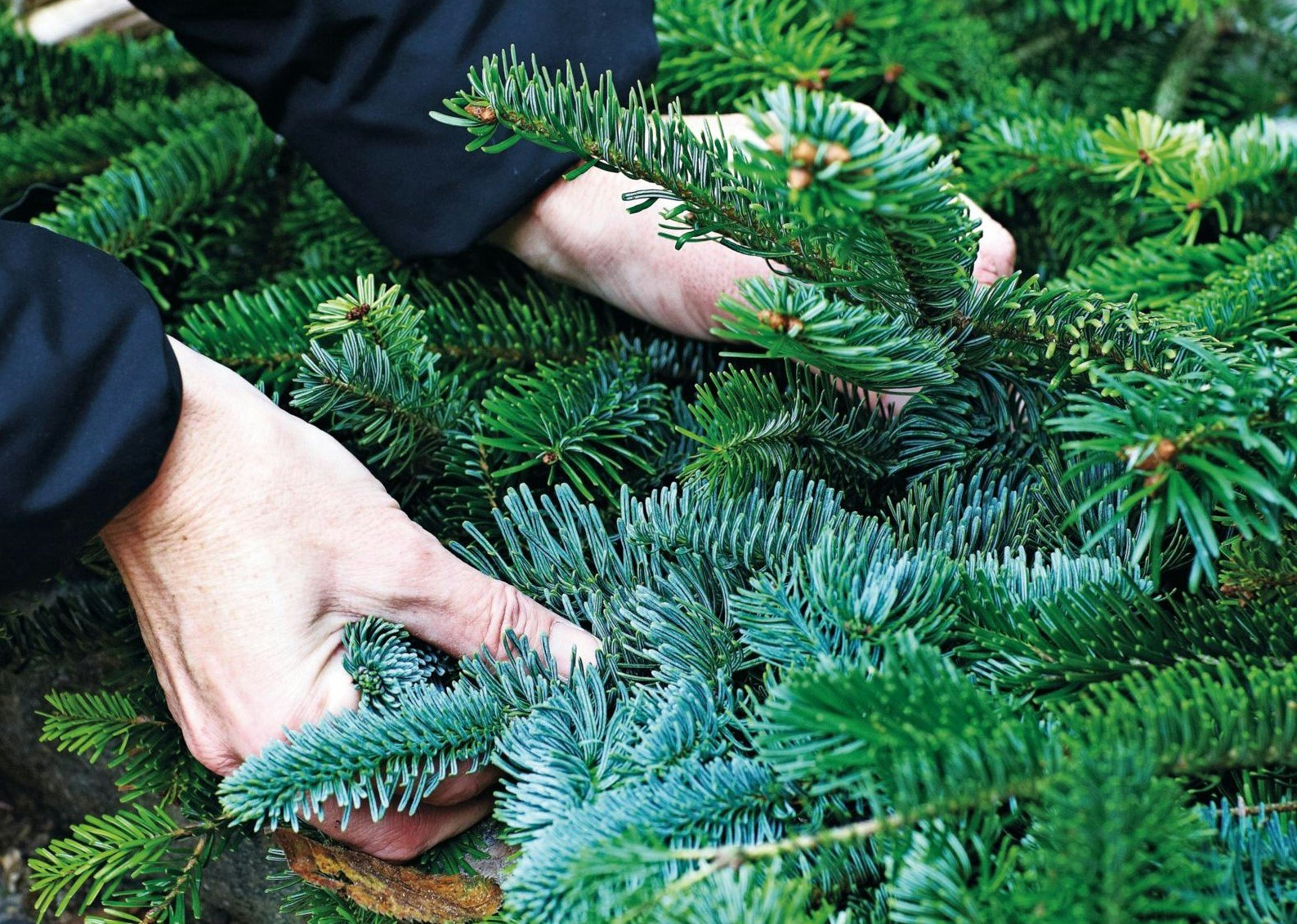 Brug grenene fra juletræet til at dække havens sarte planter.