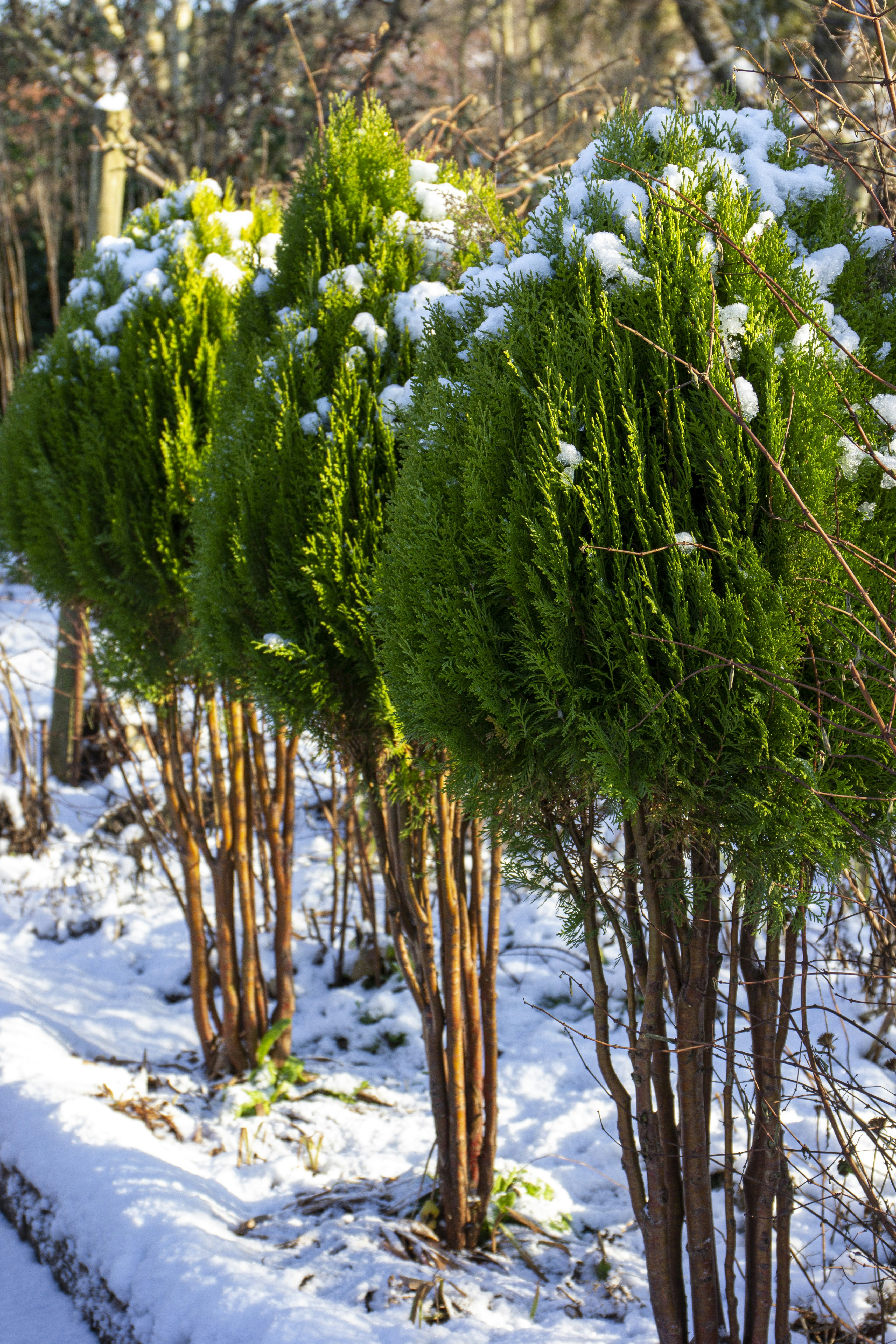 Grønne buske i vinterhaven
