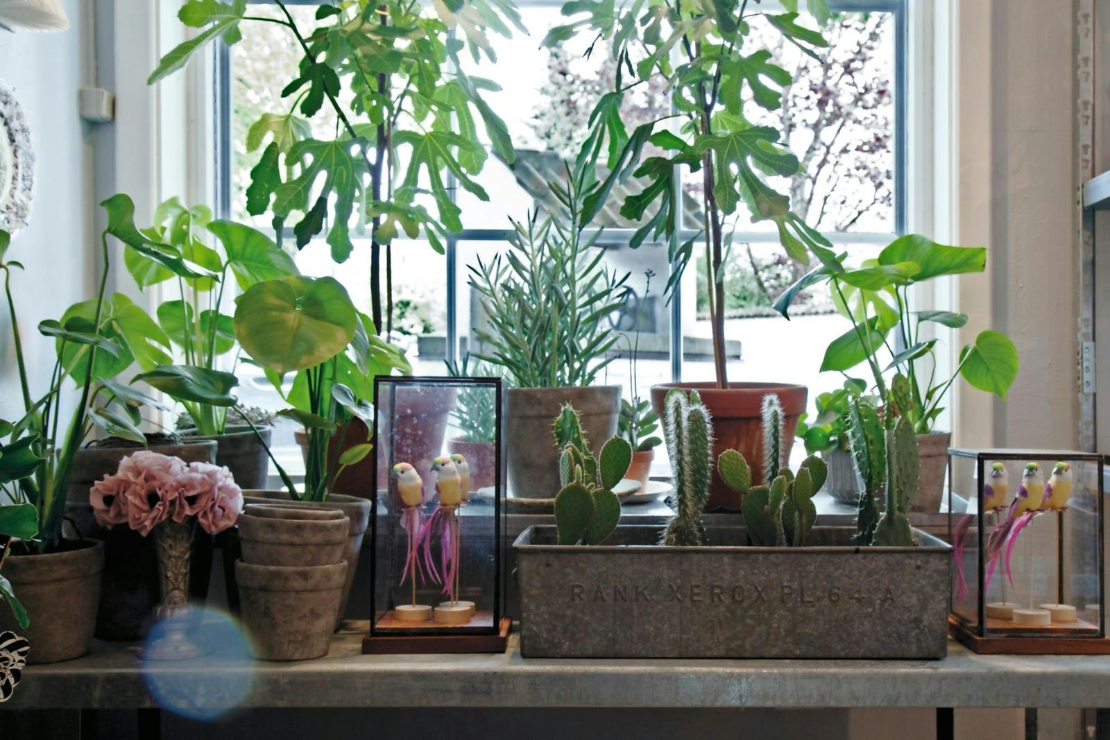 Frodig vindueskarm fyldt med planter