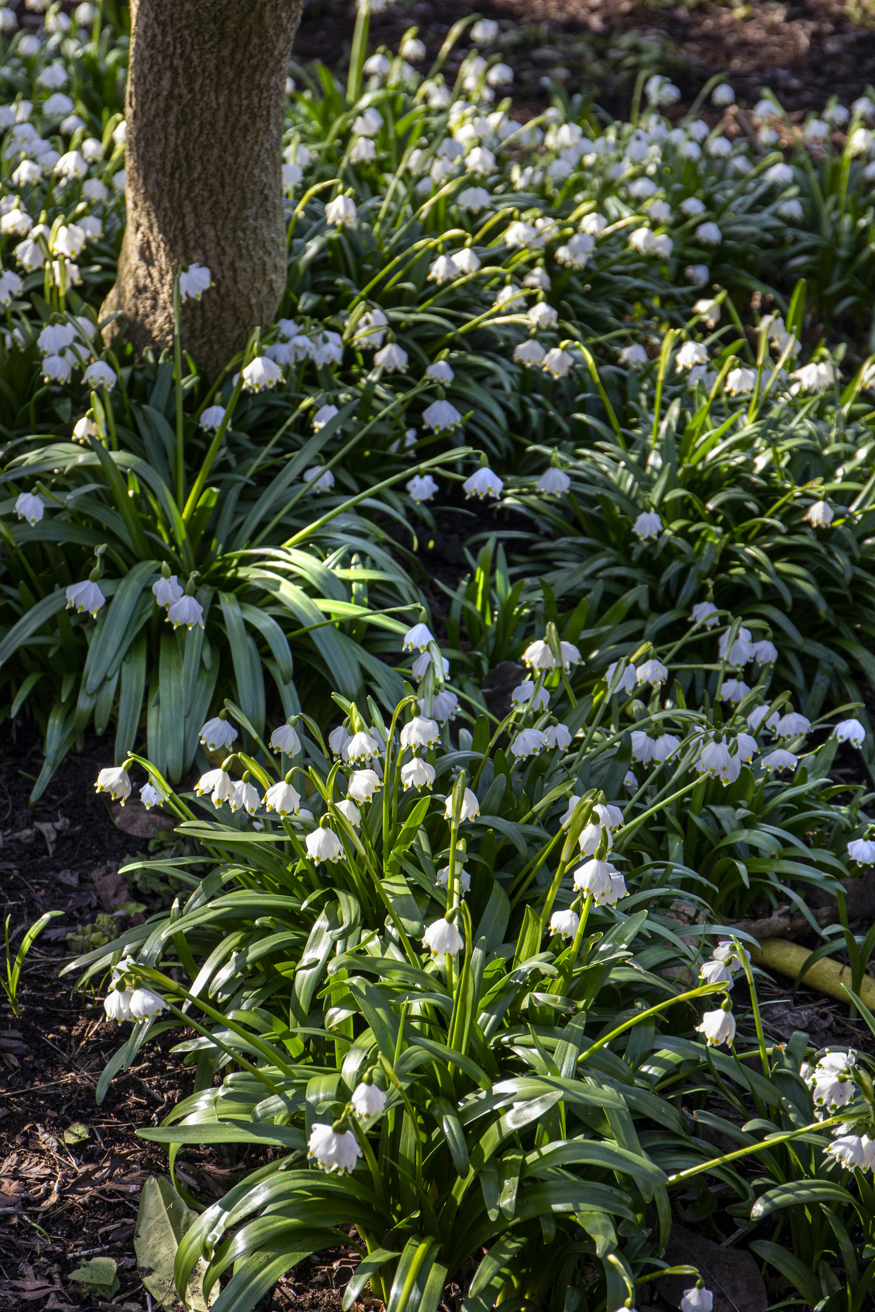 Klynger af blomster