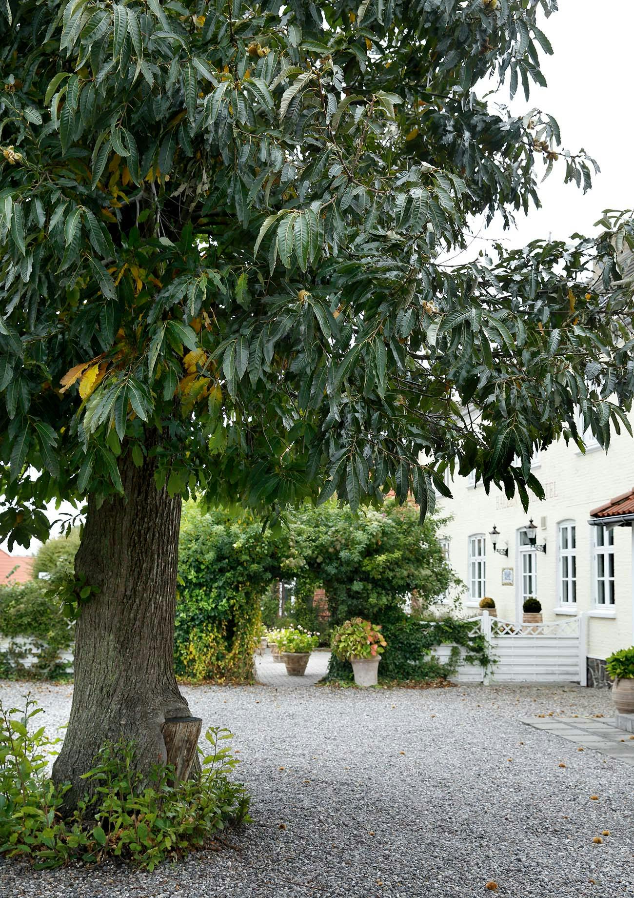 Spisekastanjetræ på gårdsplads