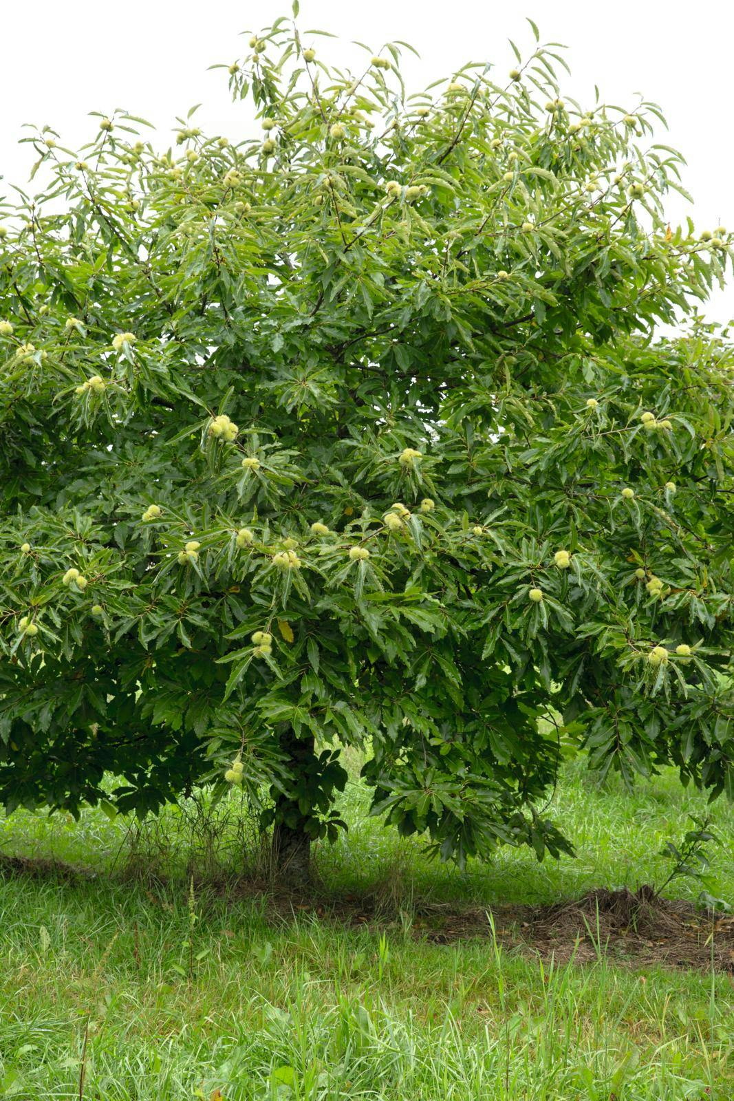 Små katanjetræer til mindre haver.