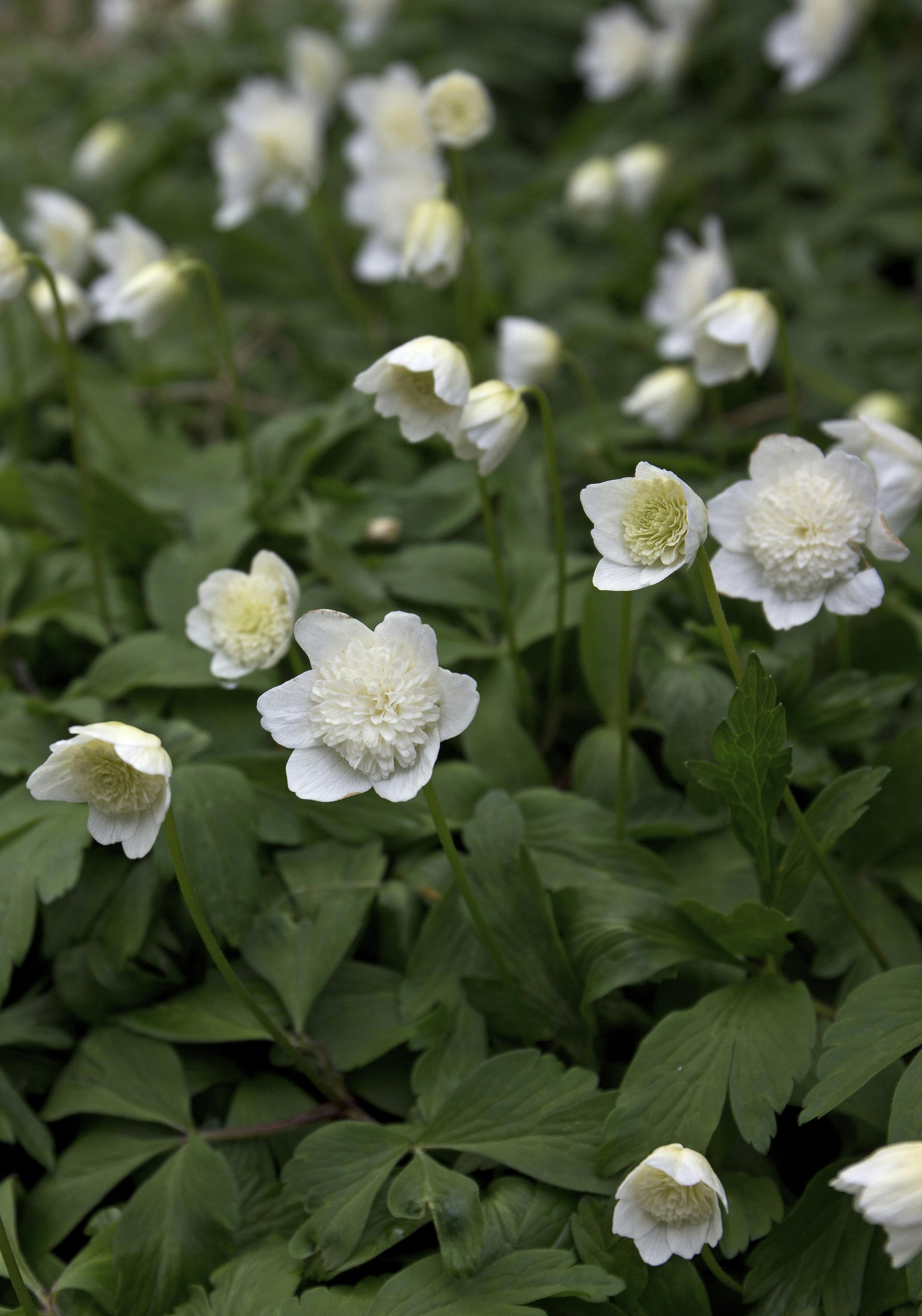 Hvide anemoner