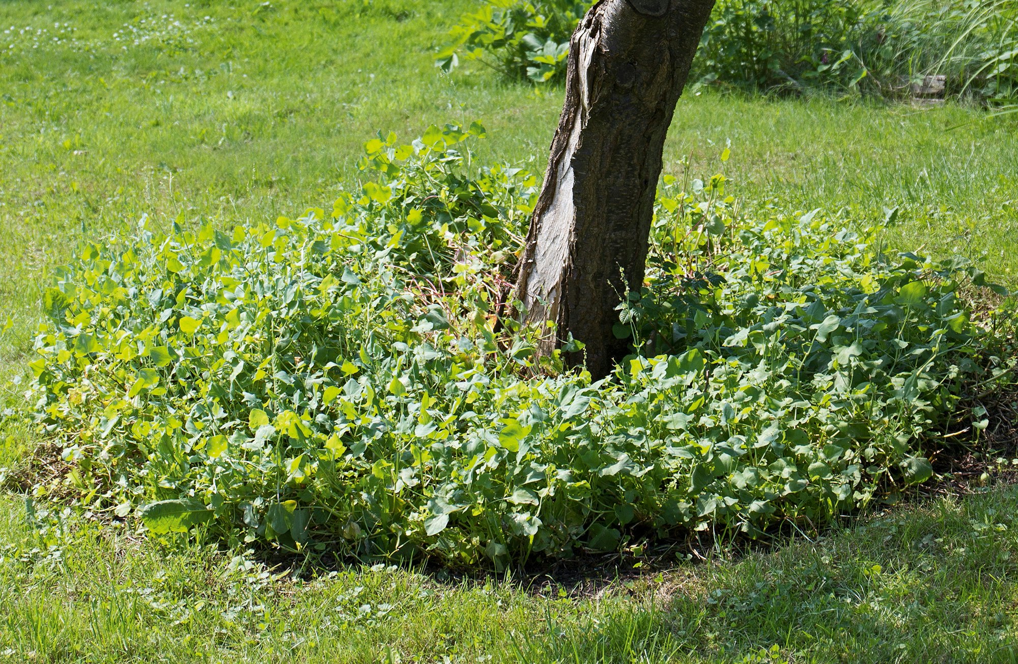Bunddækkeplanter i haven