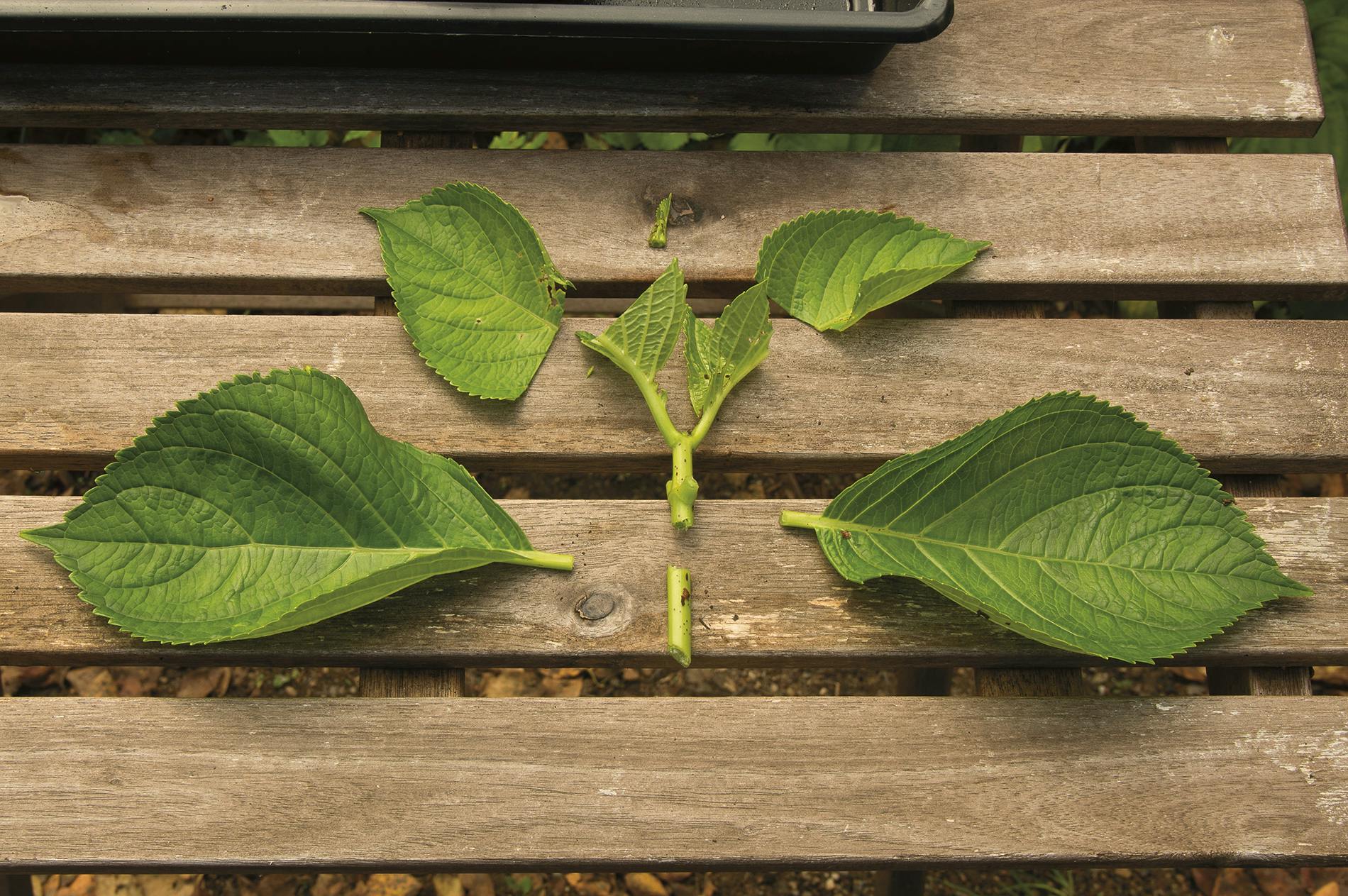 stiklingeformering af hortensia