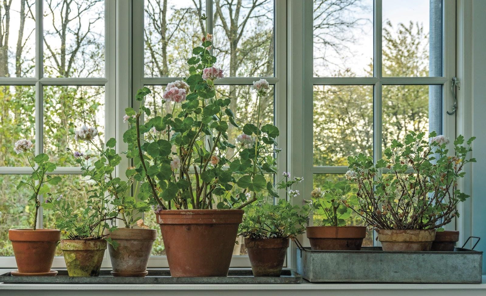 Forårsklare pelargonier i en vindueskarm.