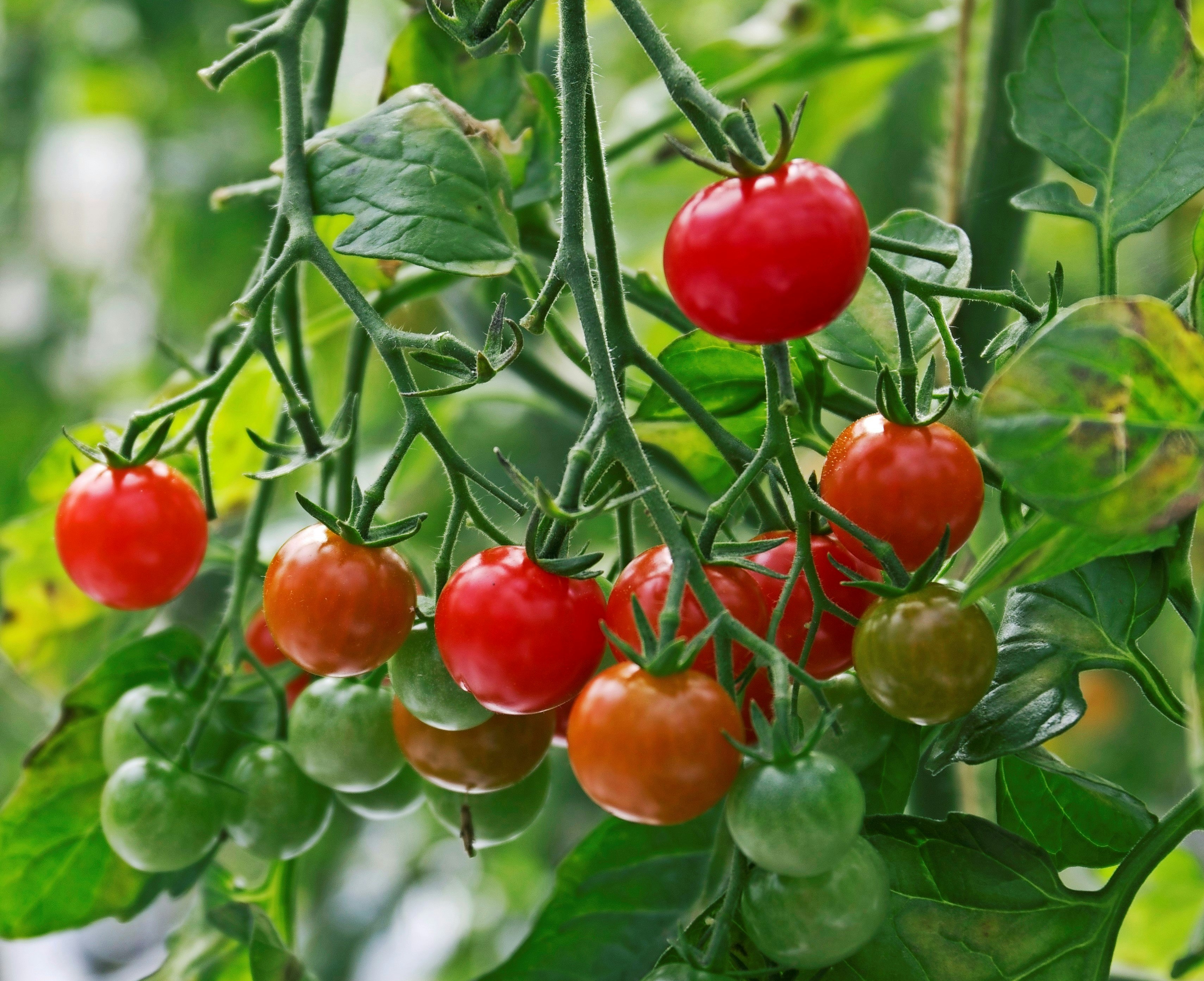 Ydeevne Kommunisme Overskyet Sådan dyrker du tomater med succes | ISABELLAS