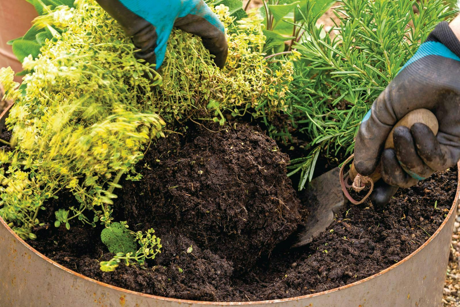 Plant krydderurter og fyld godt efter med muldjord.