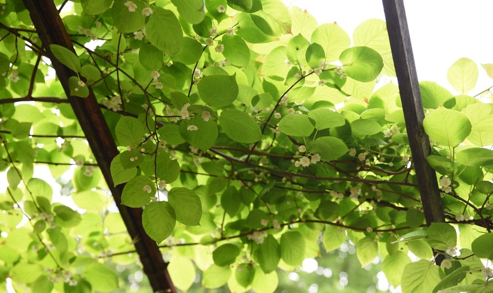 actinidia kolomikta — kamæleonbusk — frodig grøn slyngplante,.
