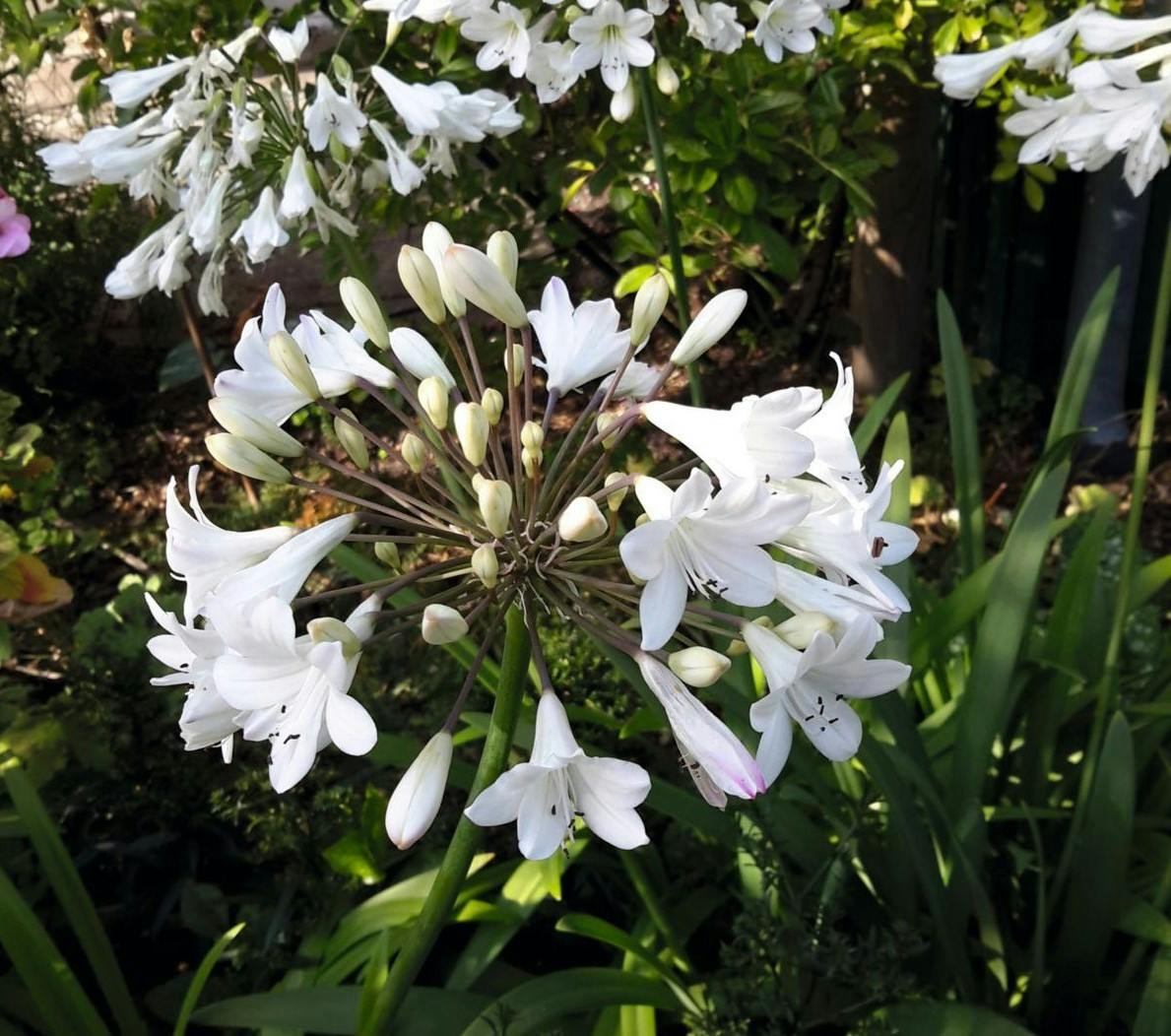 Agapanthus, skærmlilje i hvid - 'Arctic Star'.