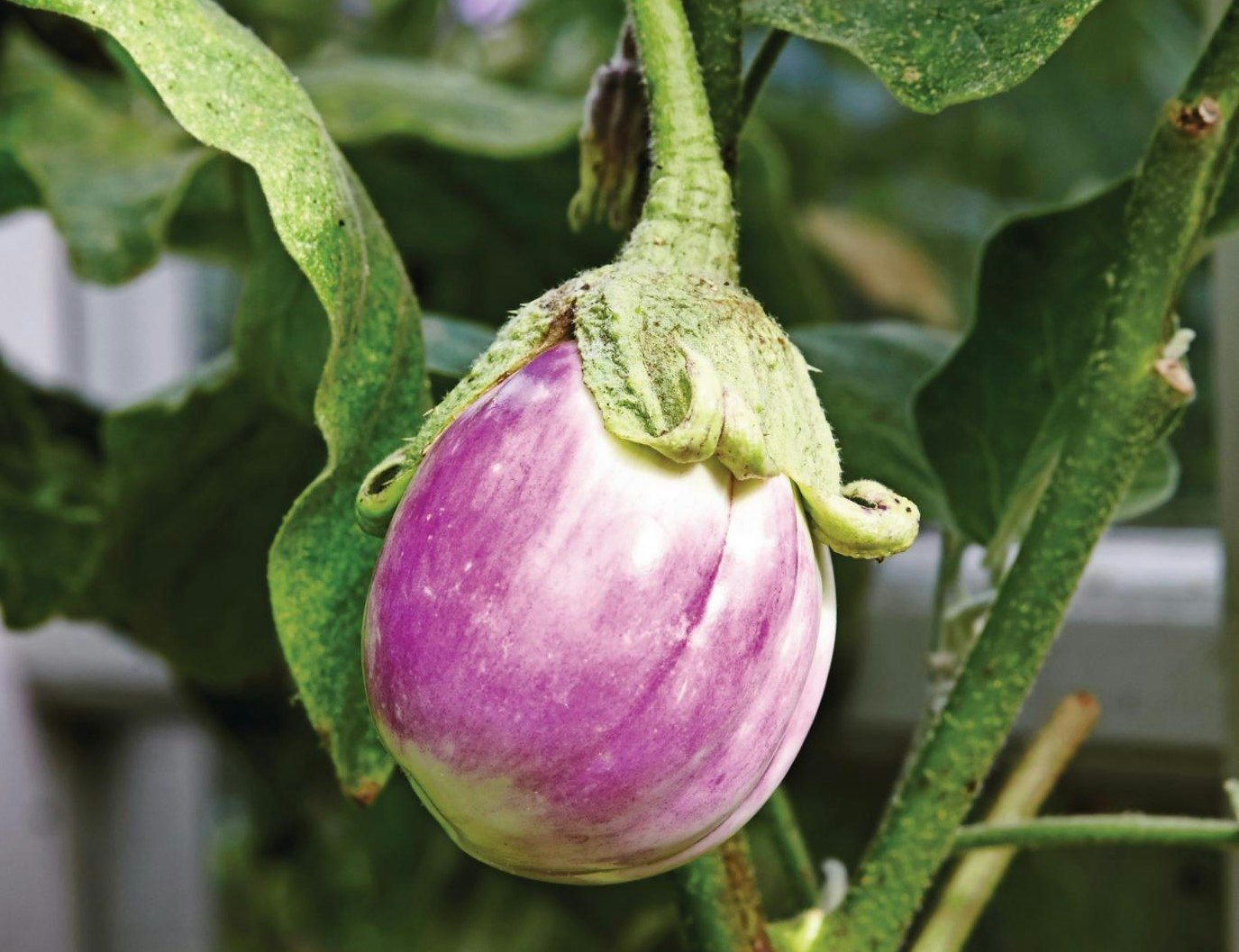 Solanum melongena, ’Rotonda bianca sfumata di rosa’ - Aubergine