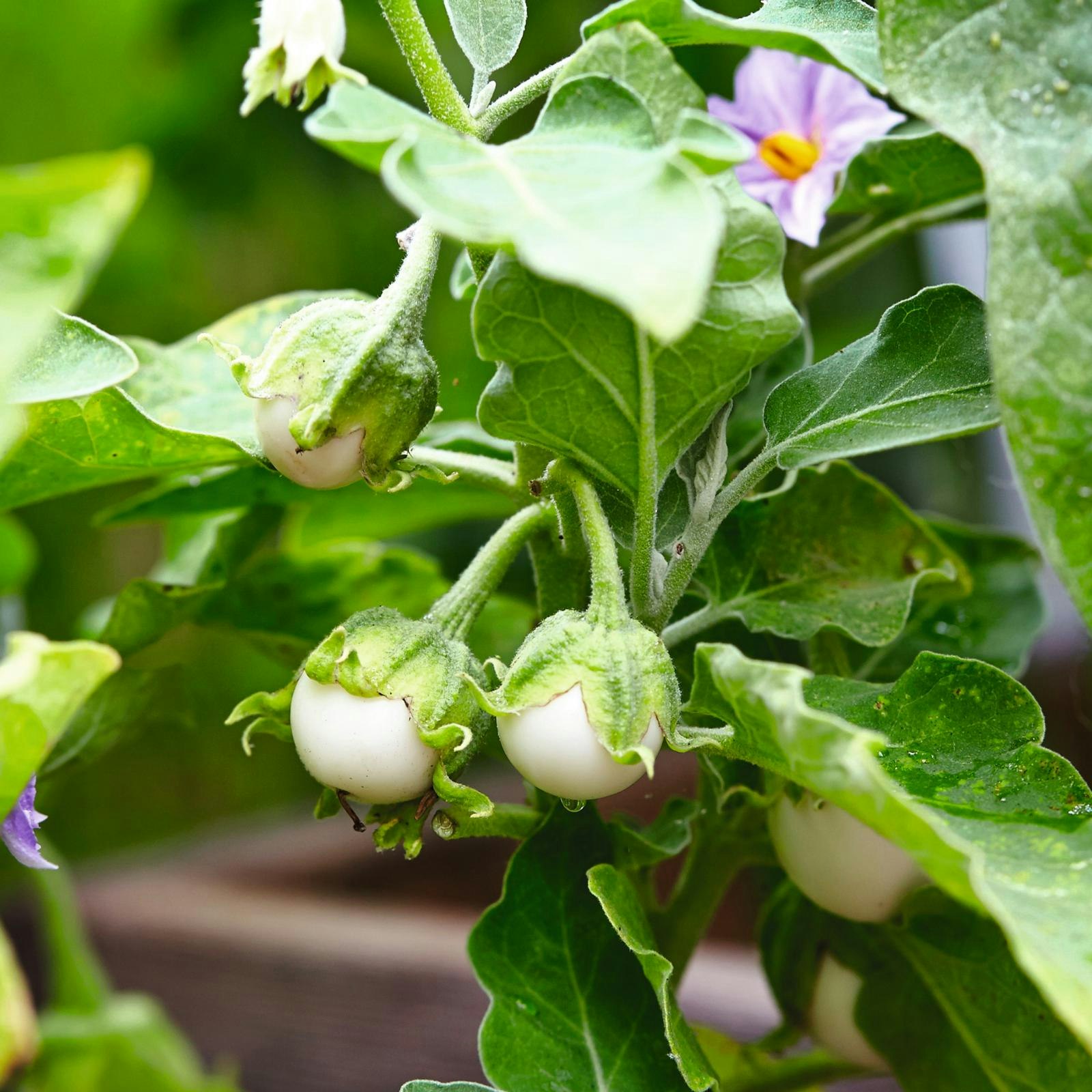 Solanum melongena ’Bianca al Uovo’ - Aubergine