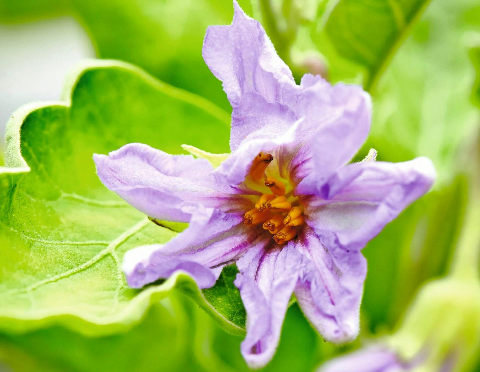 En smuk aubergineblomst