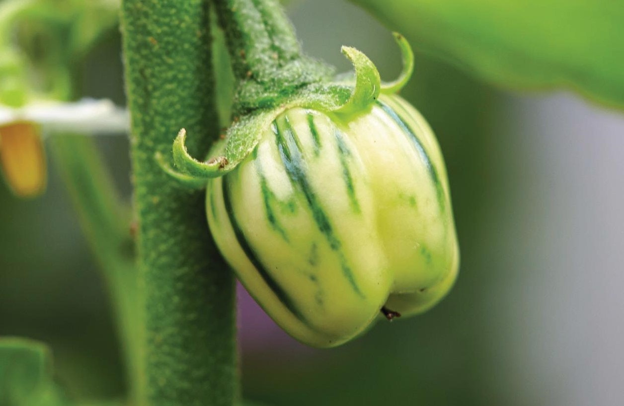 Solanum melongena, ’Mini Striped Toga’ - Aubergine