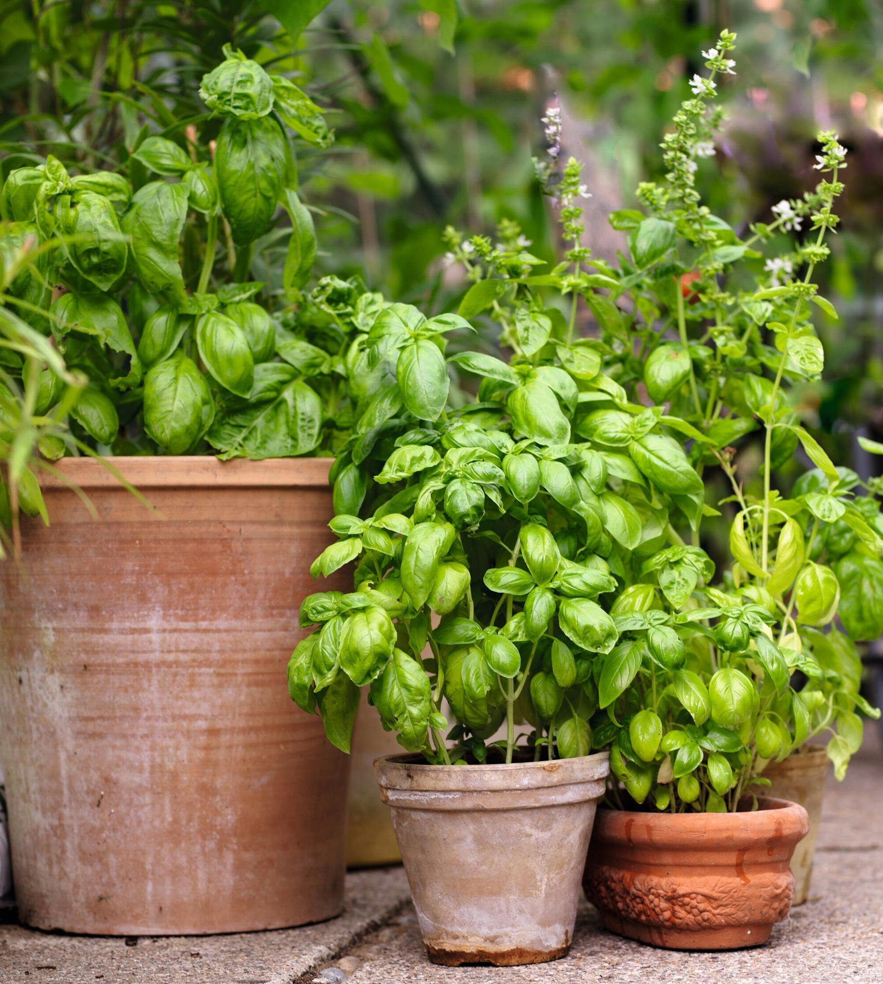 basilikum i potter