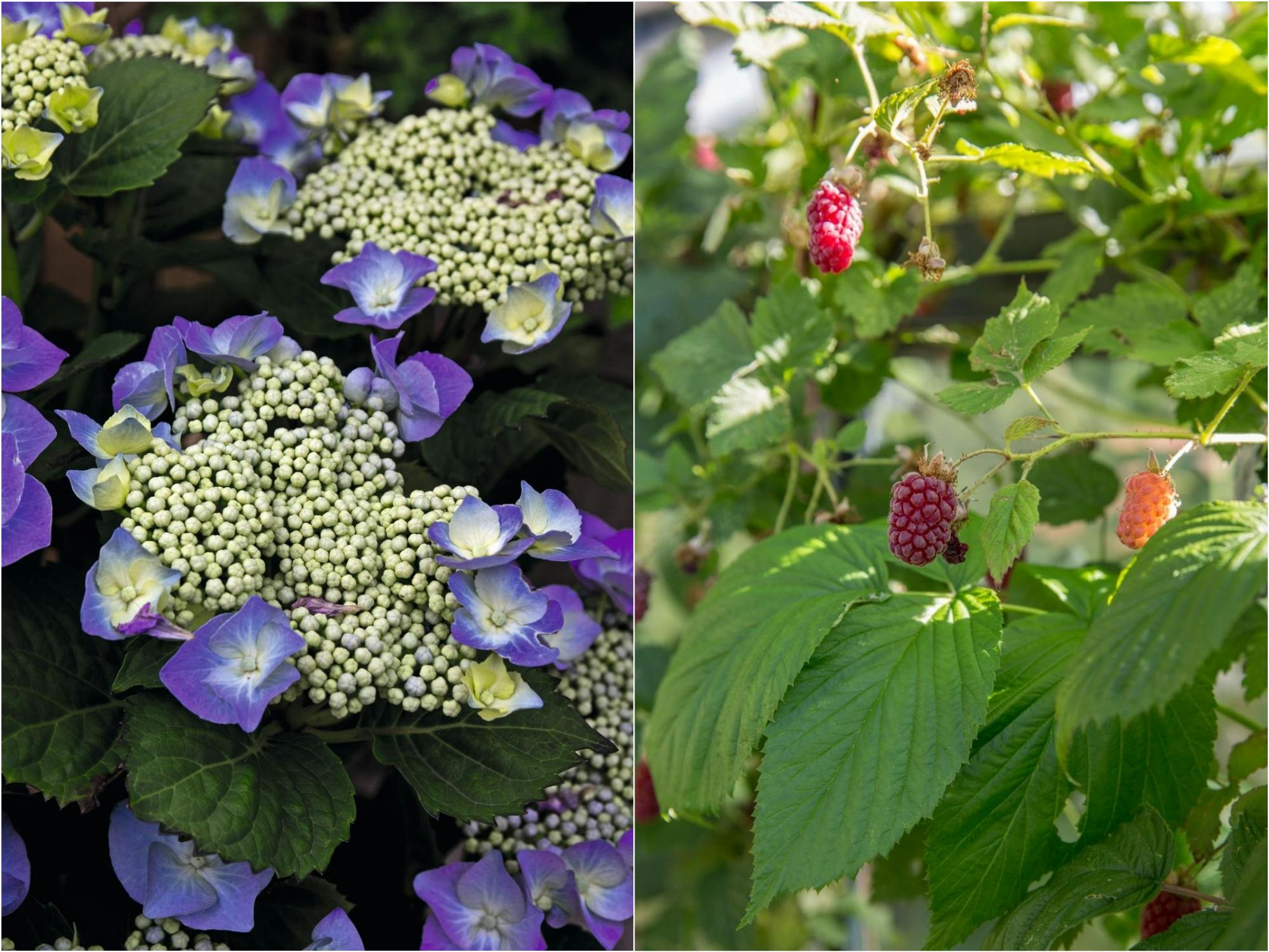 Nybegynder i haven gode planter