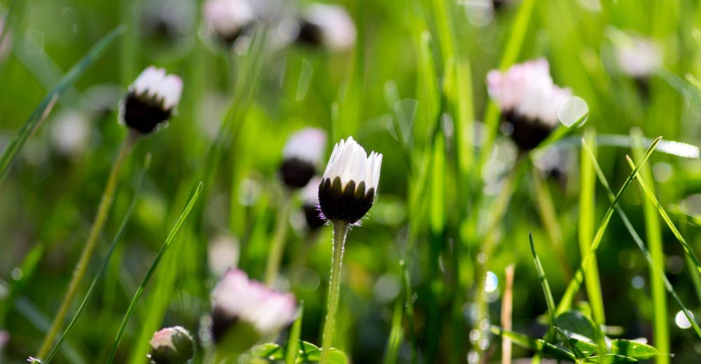 Lukket tusindfryd blomst