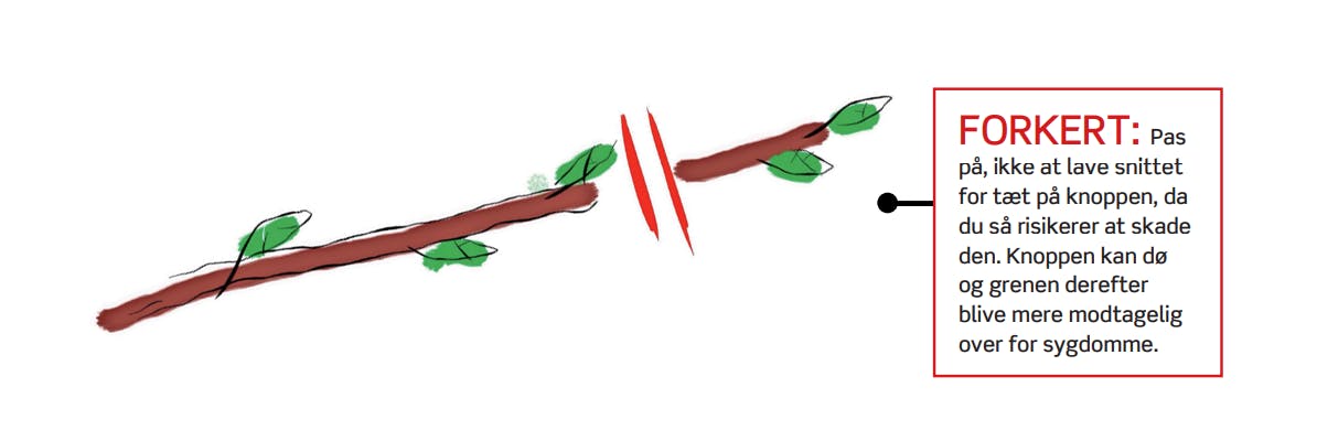 Pas også på, at du ikke skærer for tæt på knoppen.