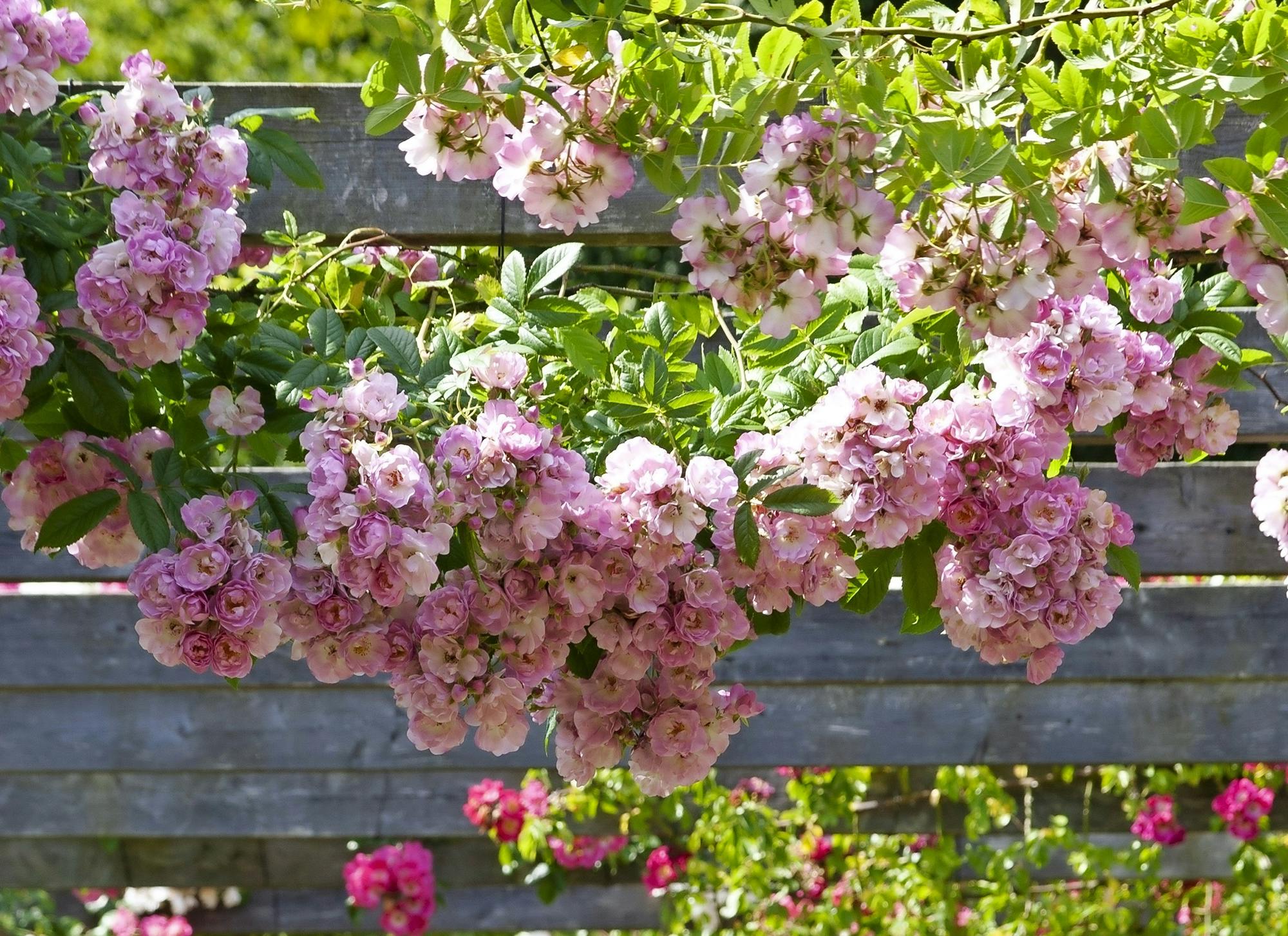 'Blush Rambler' klatrerose