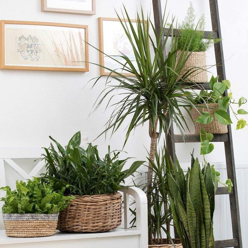 Planteopstilling i stue med tropiske plante