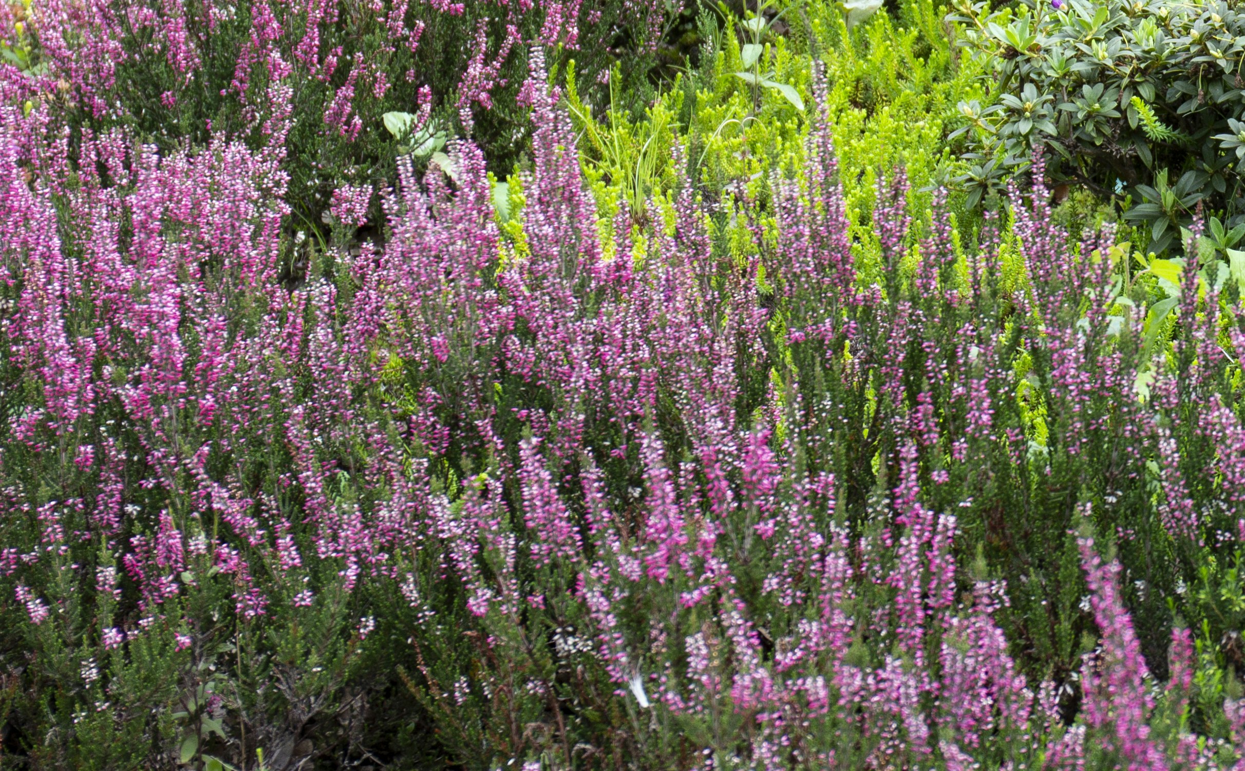 Calluna vulgaris