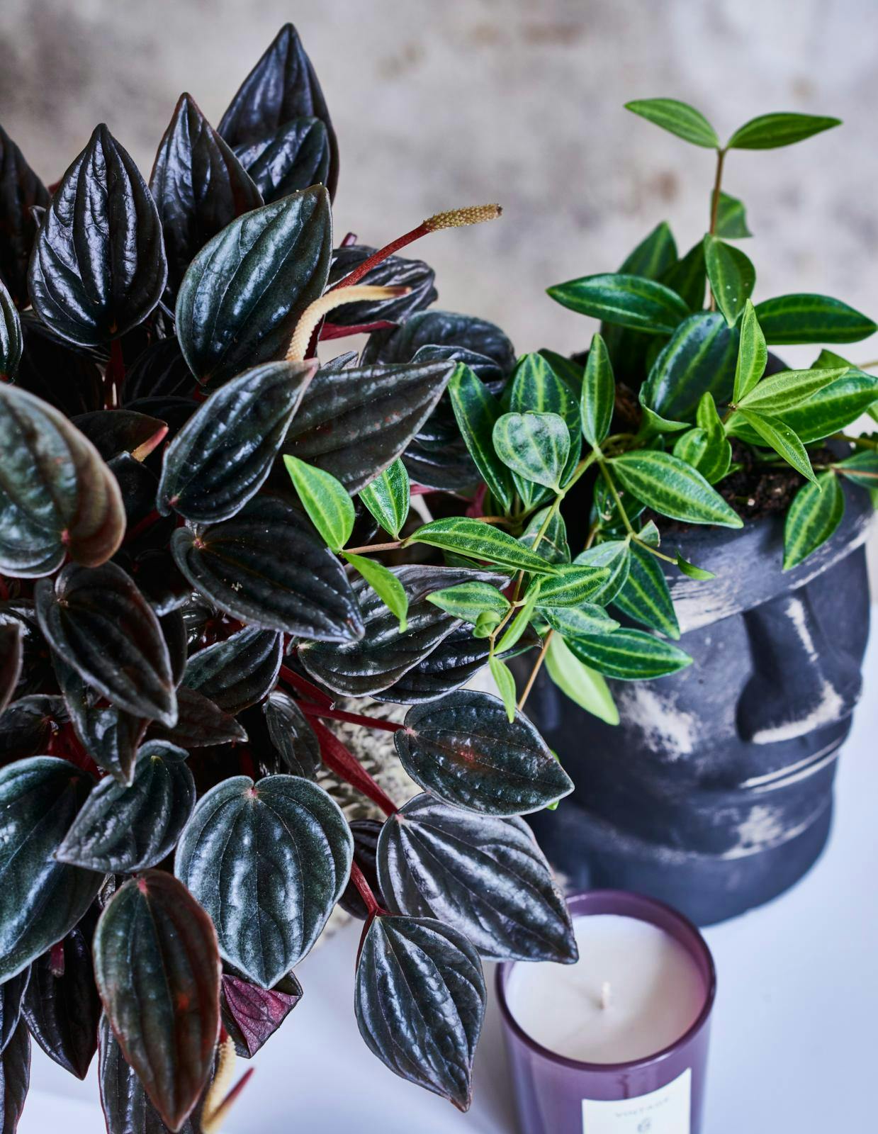 Radiatorplanter med flotte blade