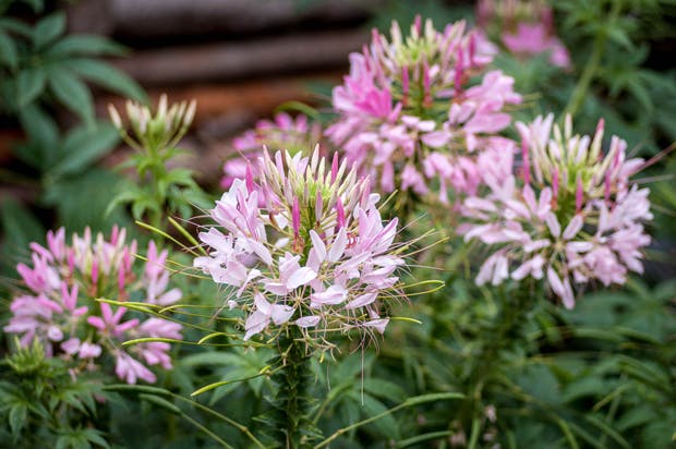 Eksotiske edderkoppeplanter - vidunderlig sommerblomst.