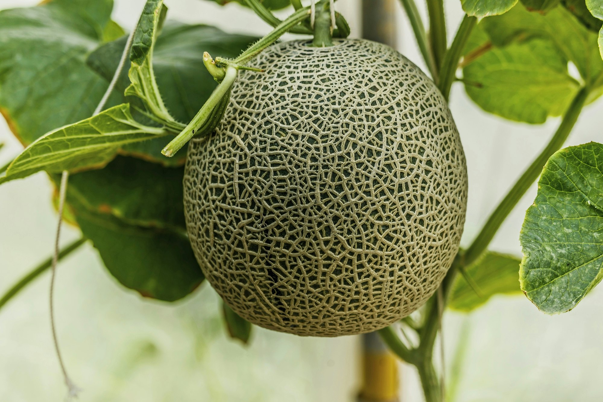Meloner kan dyrkes i drivhuset