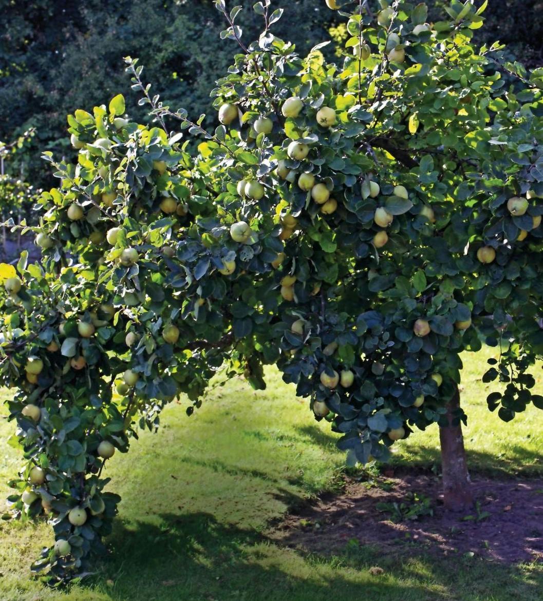 Kvædetræets grene rører jorden.