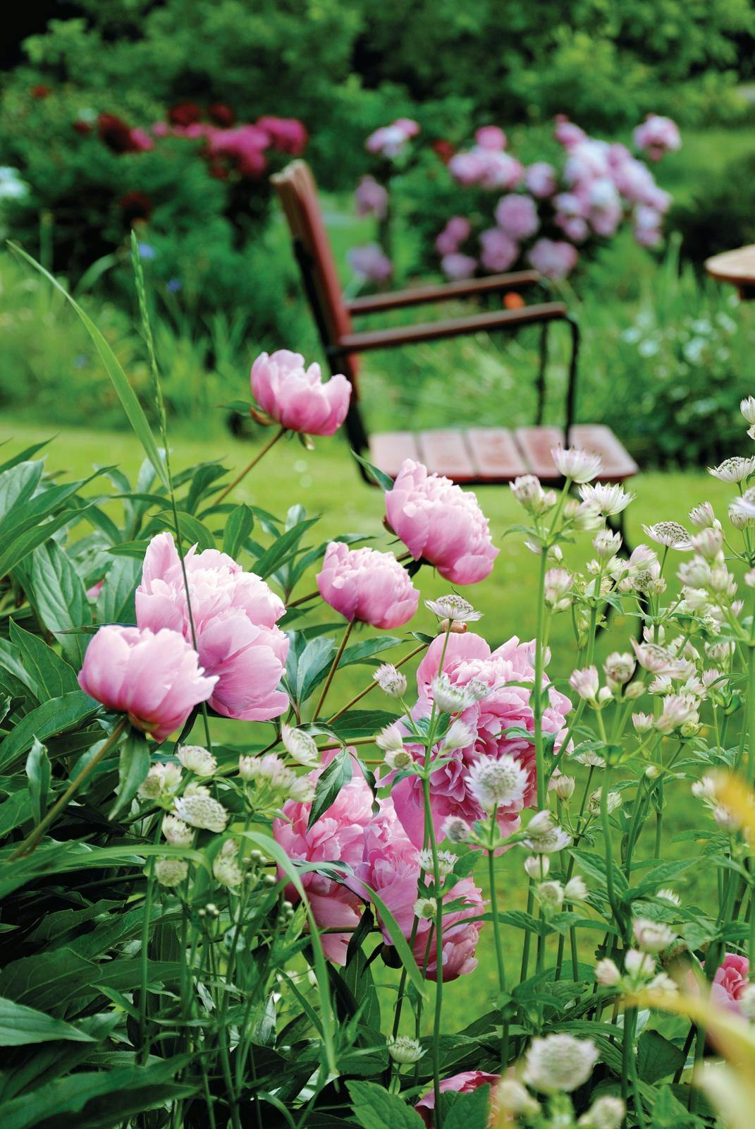 Pæoner i farverig flok.