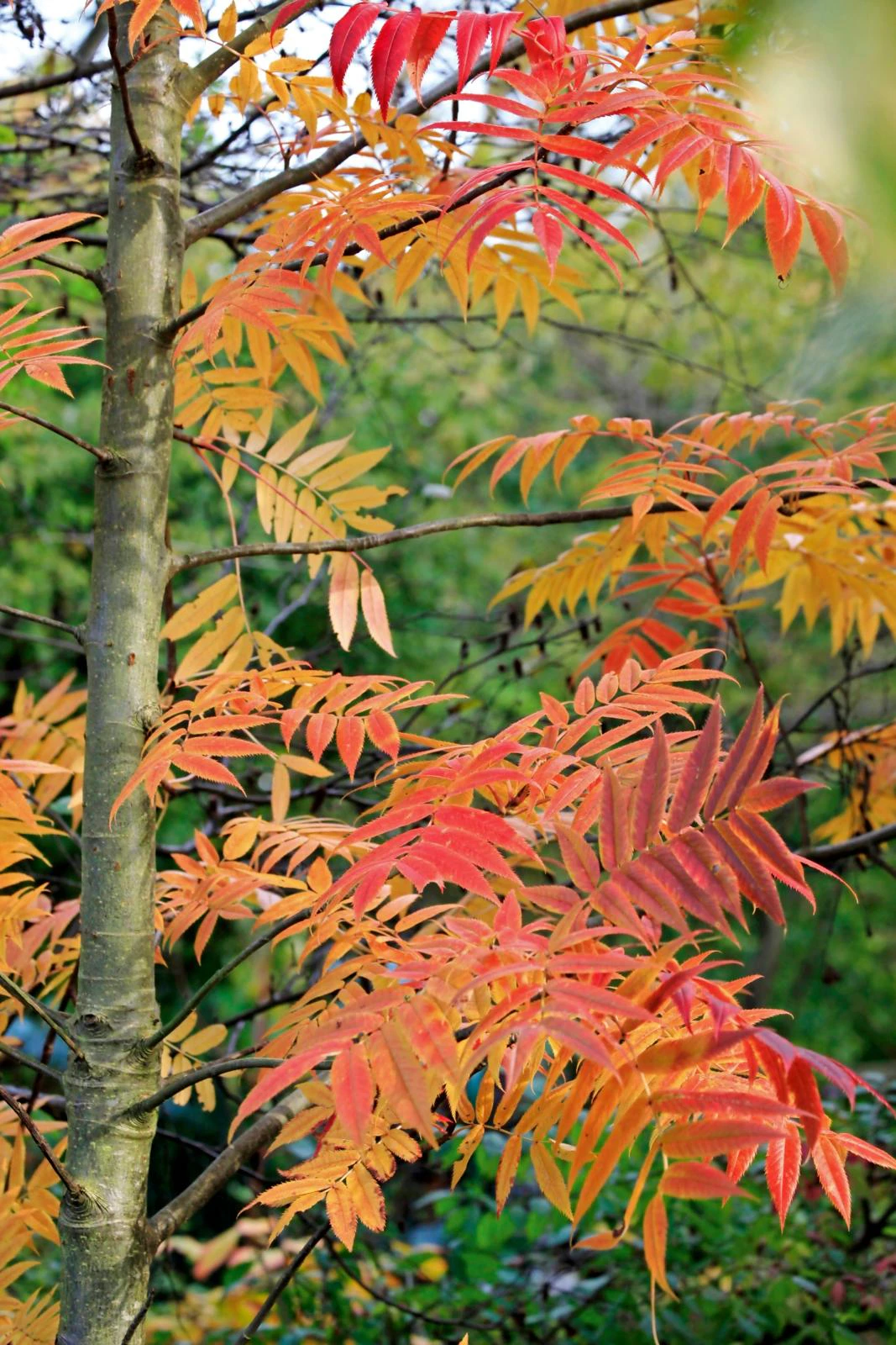 Inspiration: Planter med efterårsfarver | ISABELLAS