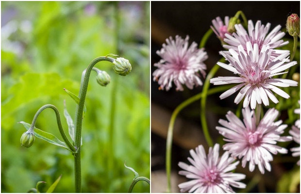 Høgeskæg - en fin lille sommerblomst.