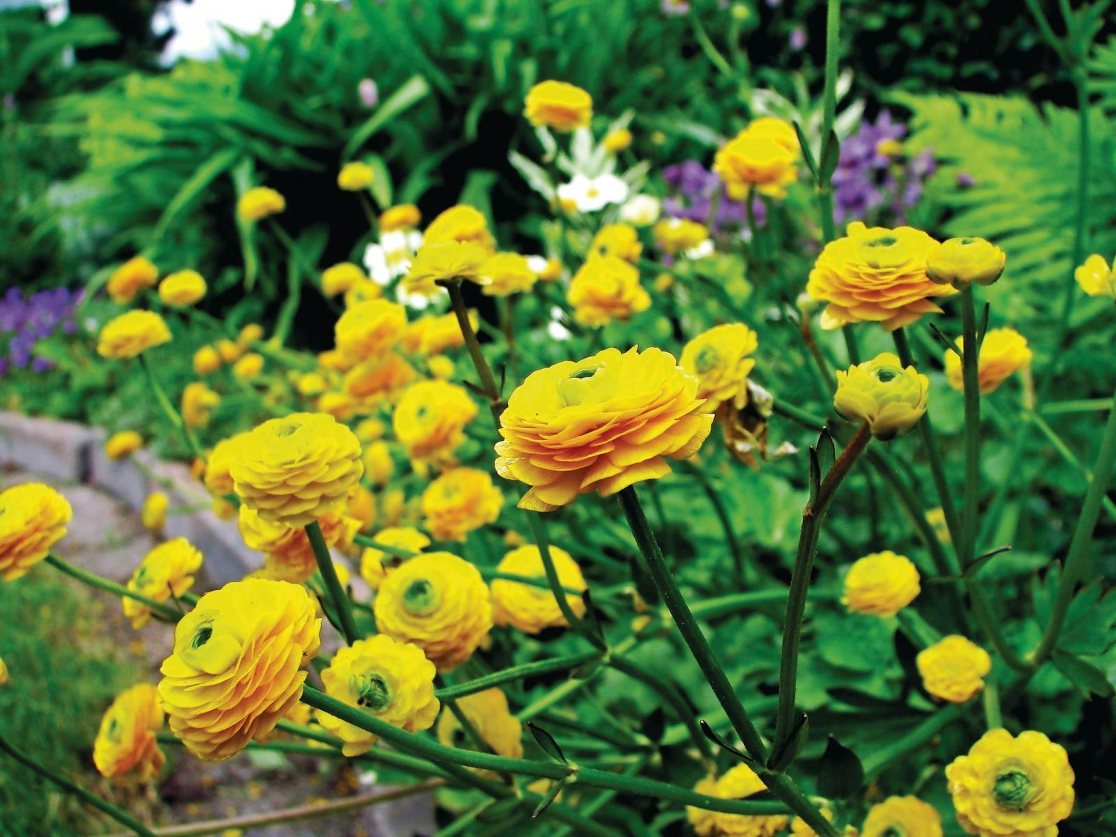 Ranunkel har mange arter, som er smukke og anderledes.