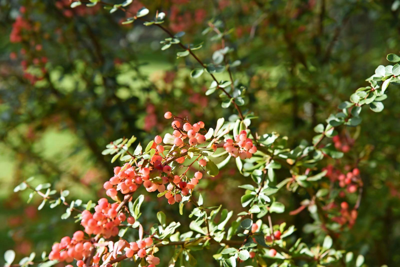 Berberis er perfekt til fugle. 