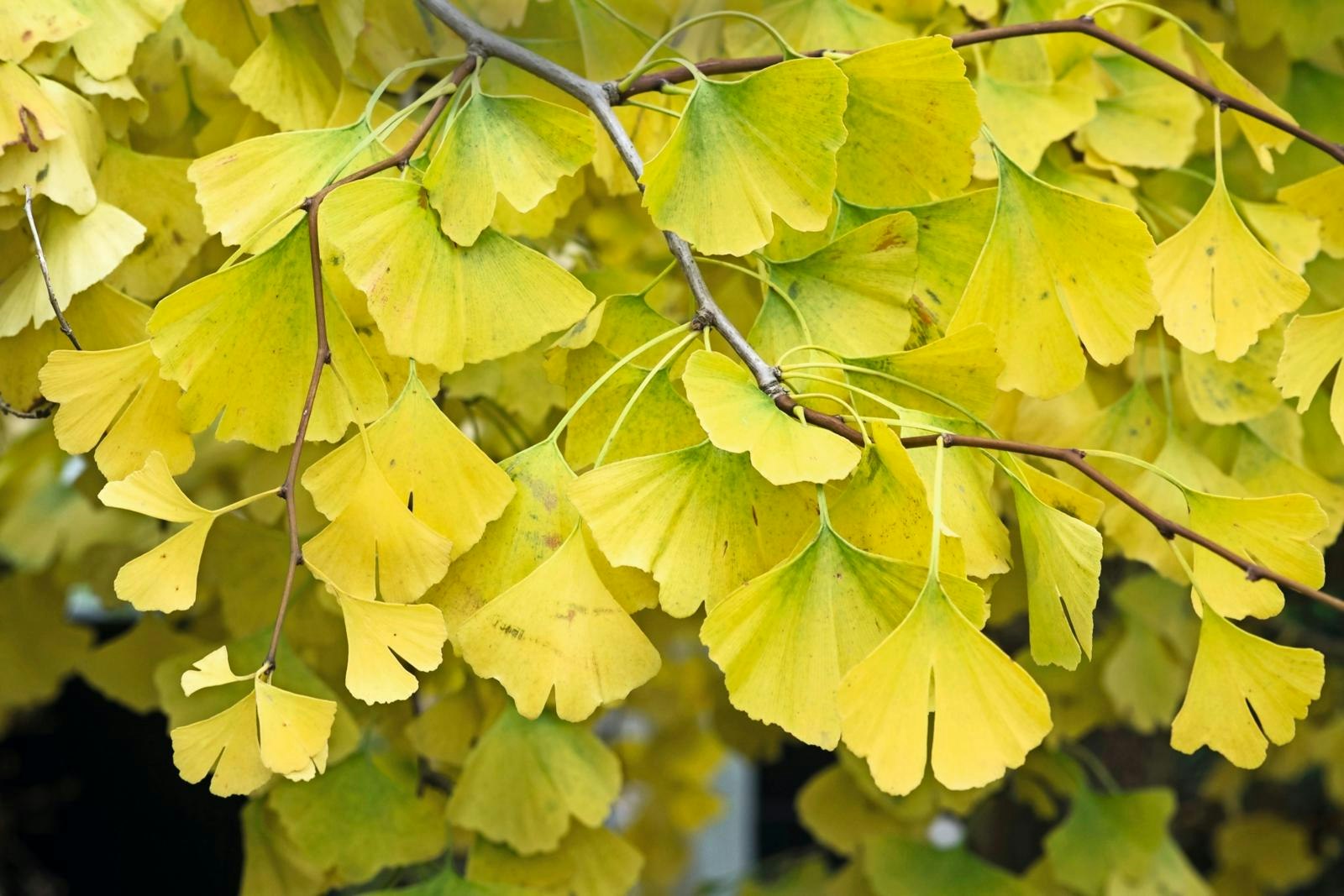 Tempeltræ iklædt gult efterårsflor