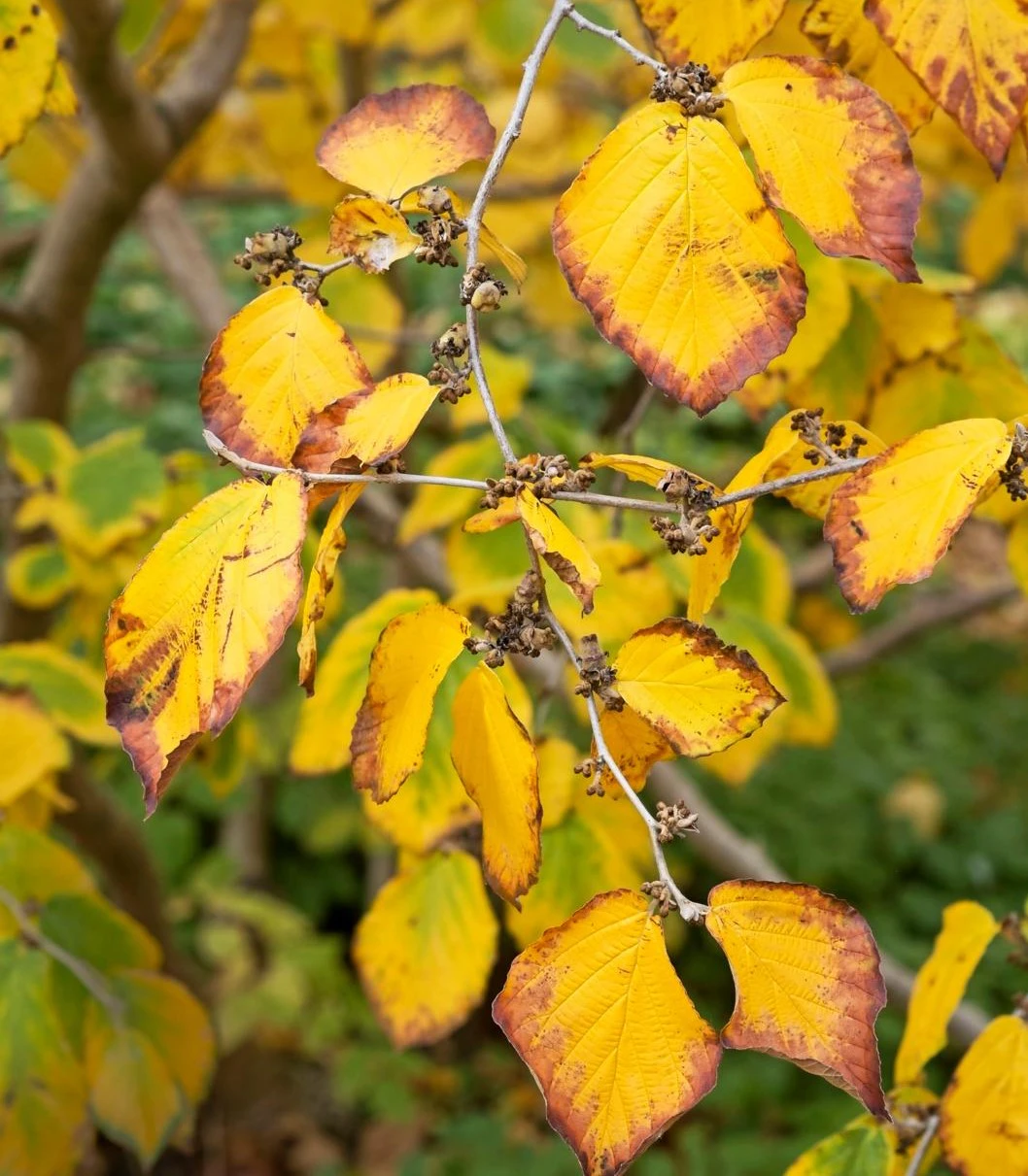 Inspiration: Planter med efterårsfarver | ISABELLAS