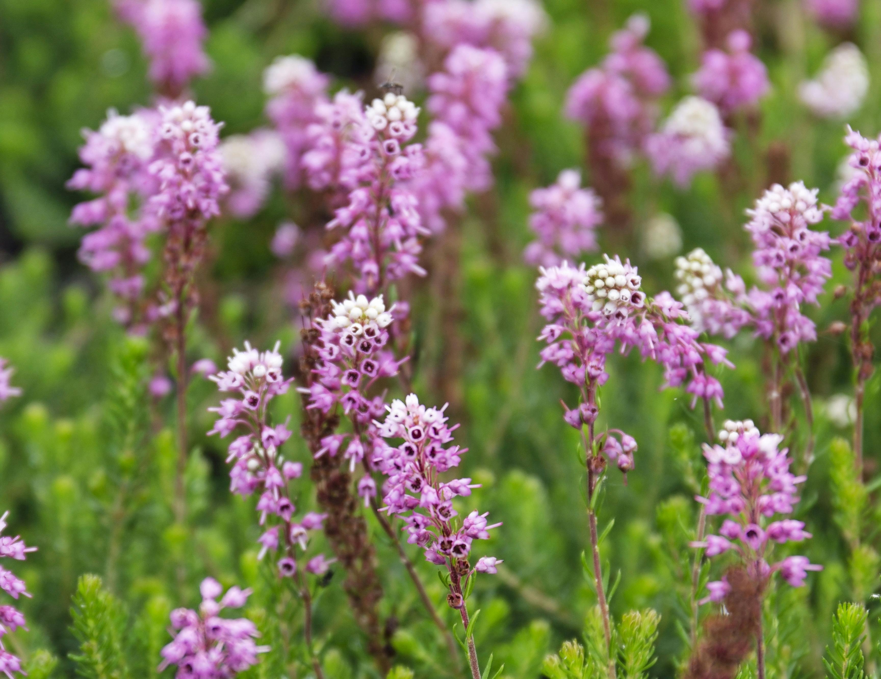 Vårlyng, Erica carnea