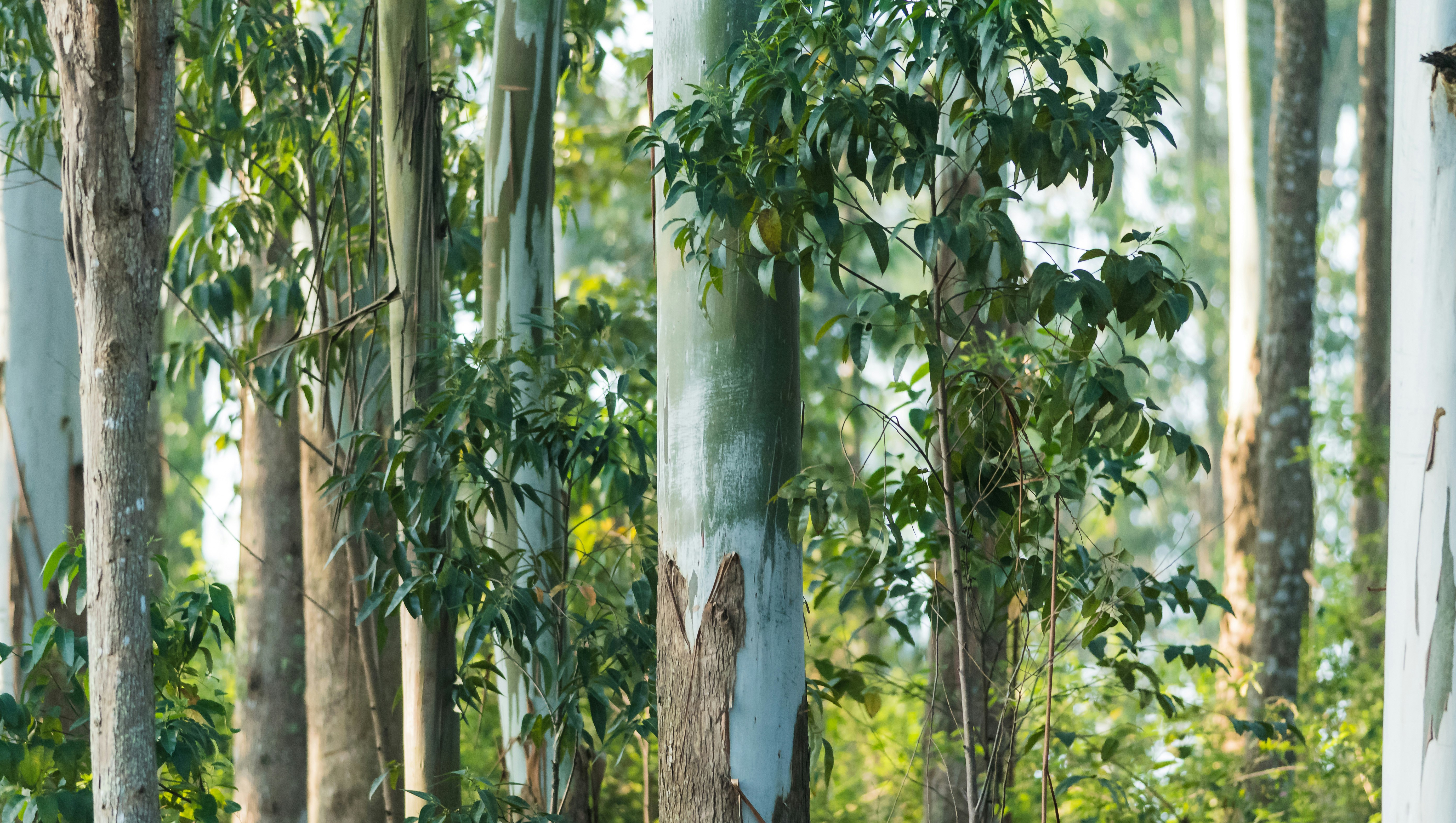Eukalyptustræer i plantage