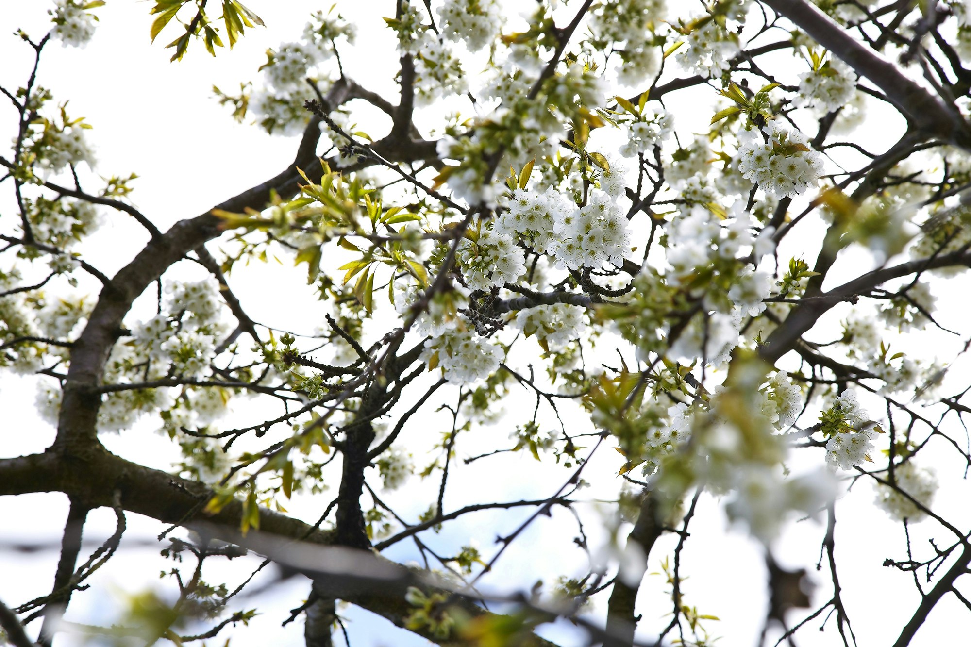 Blomstrende kirsebær