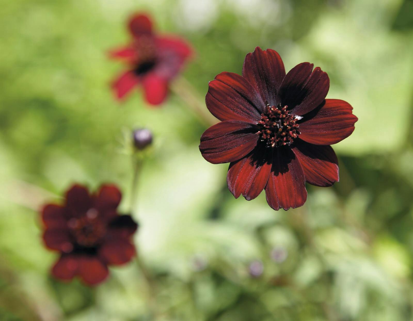 Chokoladekosmos, Cosmos atrosanguineus