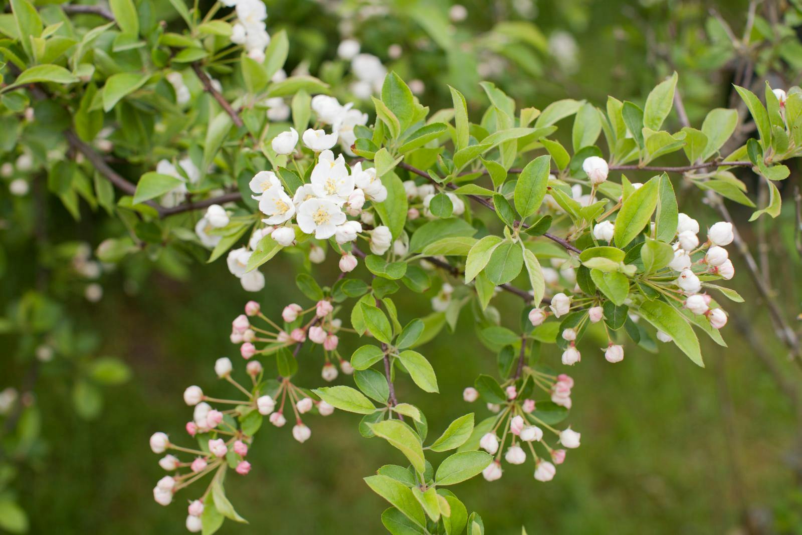 Sargentæble er en smuk - og rigtig god i en have, hvor der skal være hjælp til fuglene. 