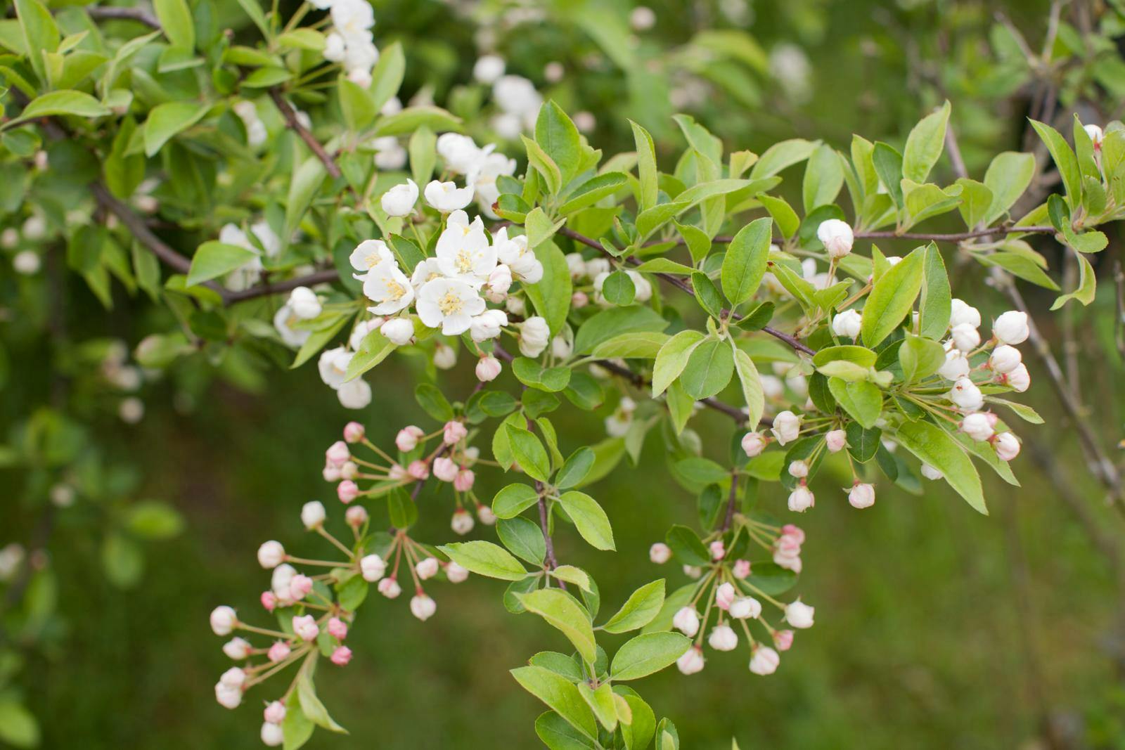 Sargentæble er en smuk - og rigtig god i en have, hvor der skal være hjælp til fuglene.