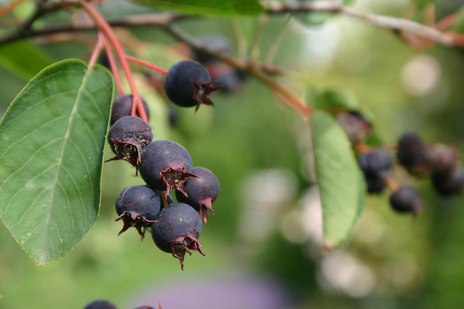 Bærmispel er god til drossel og stær.