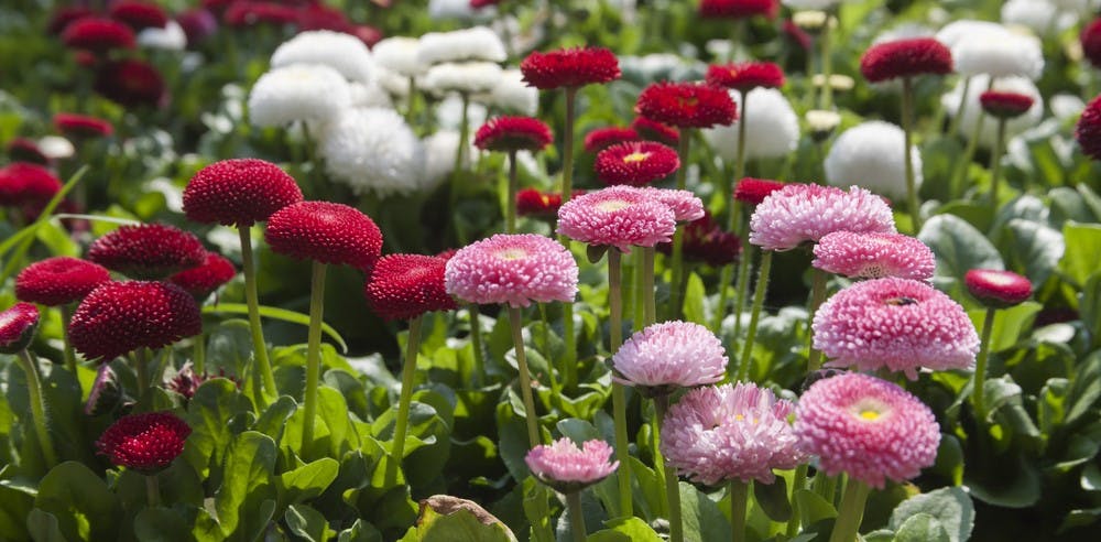 Bellis perennis - tusindfryd